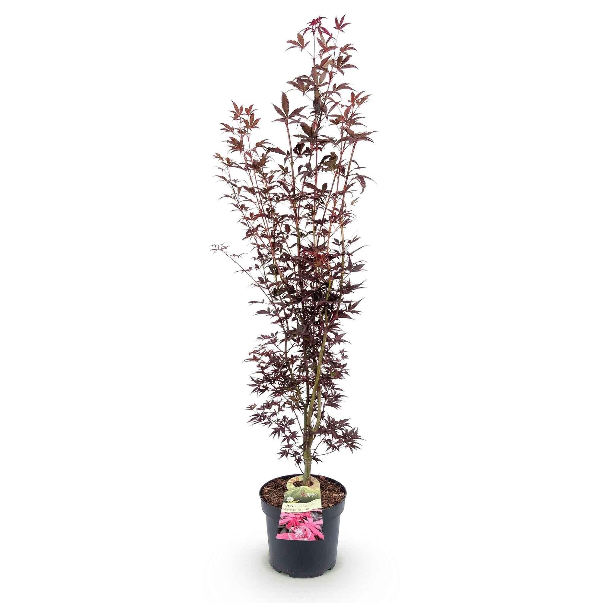 Image of Japanischer Ahorn Acer palmatum Atropurpureum, laubabwerfende Gartenpflanze in Purpurrot, Zierahorn für Garten und Kübel, Ø26cm, 90cm hoch, für-2
