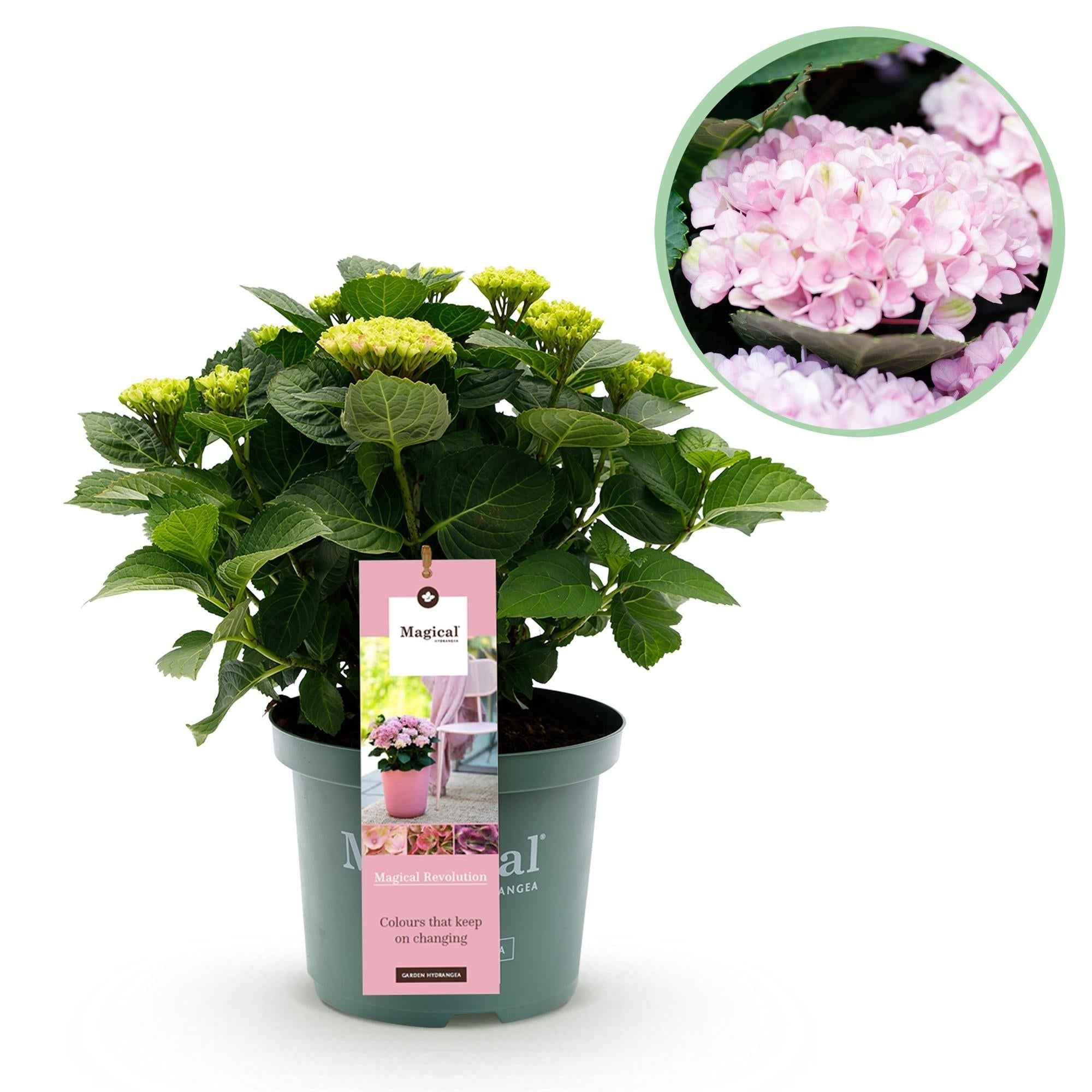 Image of Hortensie Magical Revolution Pink – Rosa – Hydrangea macrophylla – 23cm – Ca. 55cm hoch – 6-10 Blüten – Für Balkon, Terrasse & Beet-0