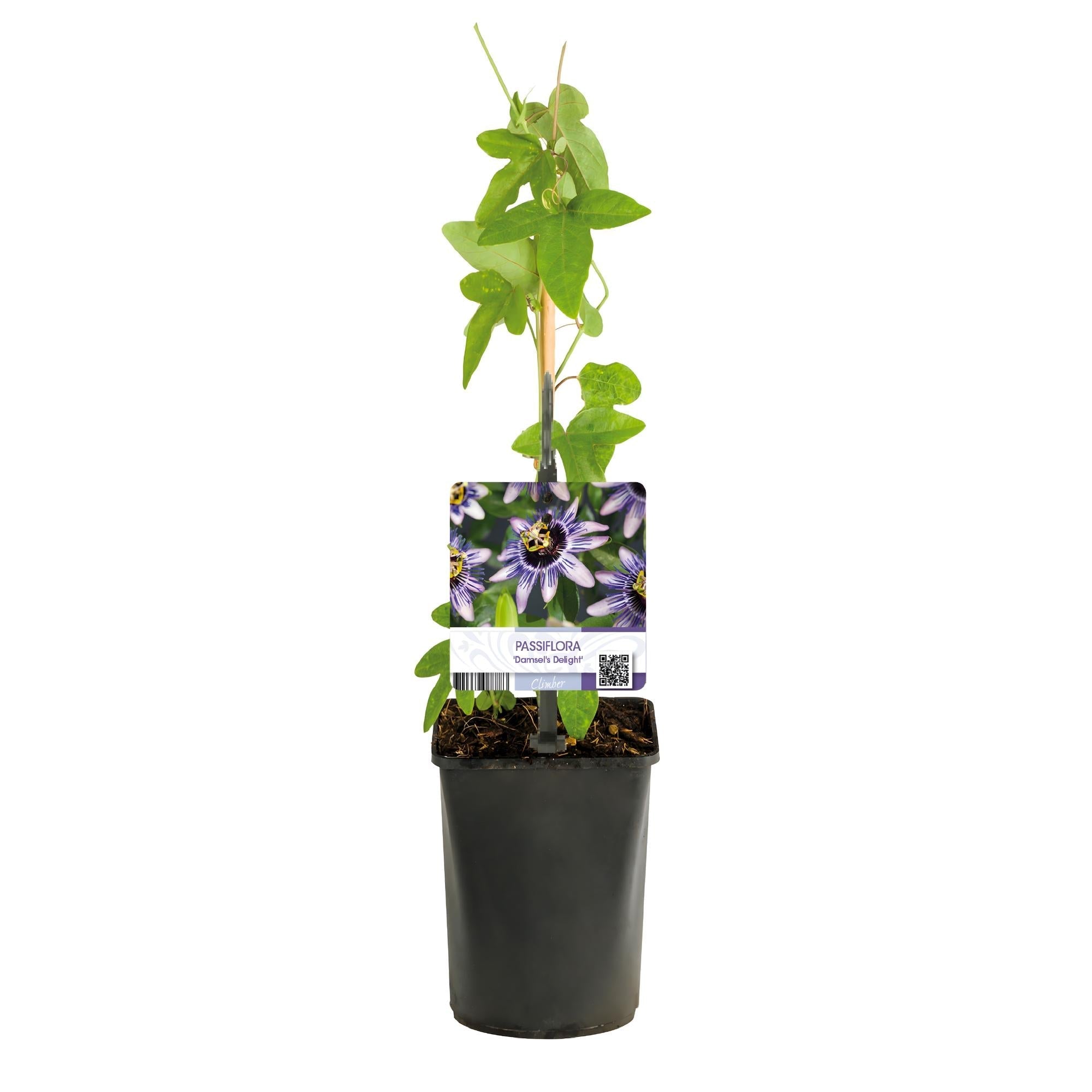 Image of Passionsblume Passiflora Damsel’s Delight – 2 Pflanzen 11cm – ca. 40cm hoch – Kletterpflanze mit lila – weißen Blüten – Pflegeleicht & exotisch-2