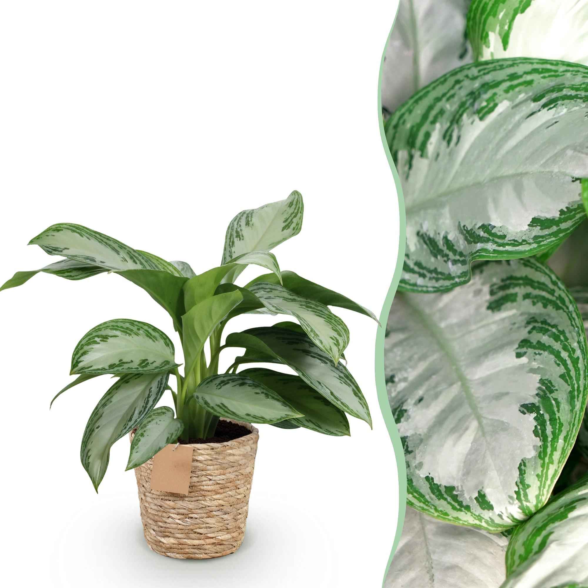 Image of Aglaonema Silver Bay – 70-75cm – 17cm inkl. Naturkorb – Pflegeleichte silbergrüne Zimmerpflanze-1
