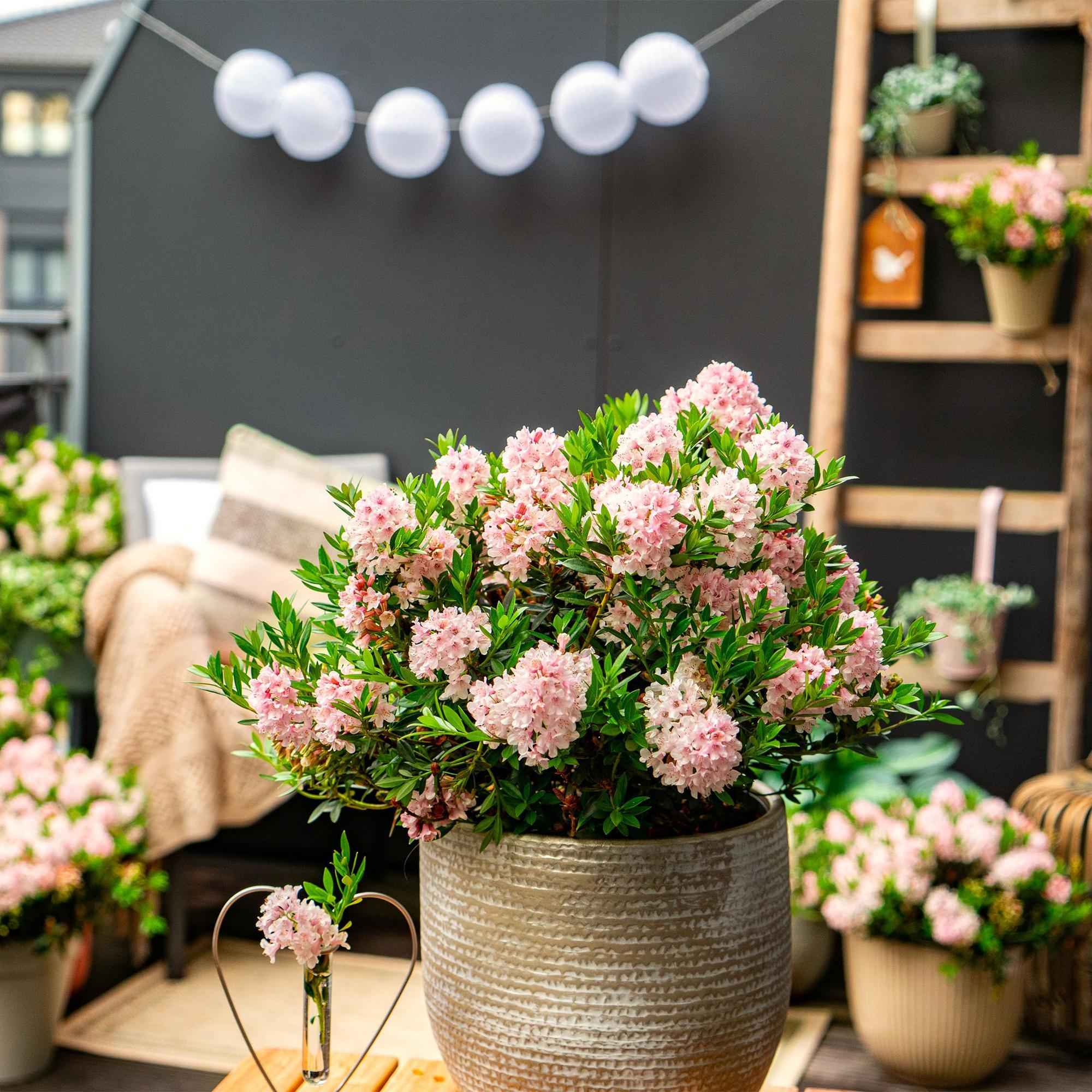 Image of Rhododendron Bloombux Light Pink – Zwerg-Rhododendron als Buchsbaum-Ersatz – Winterharte Gartenpflanze mit hellrosa Blüten – 23cm-4