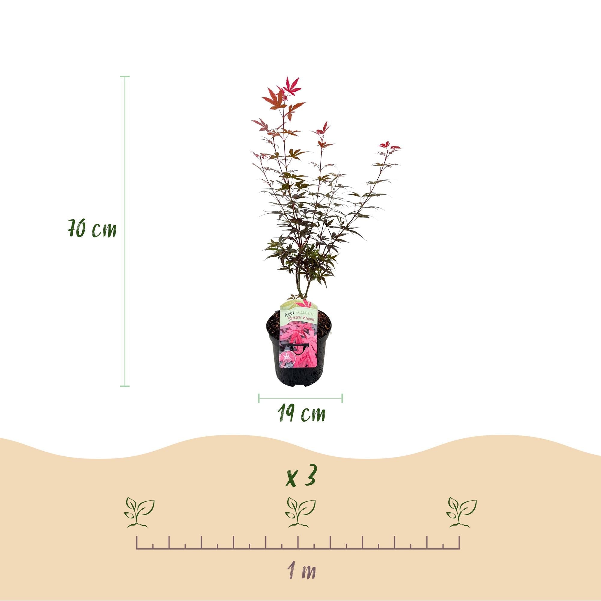 Image of Japanischer Ahorn – Acer palmatum 'Skeeter’s Broom' – 2 Pflanzen – 70cm hoch – Ø19cm – kompakt wachsend – Balkon – & Gartenpflanze-4