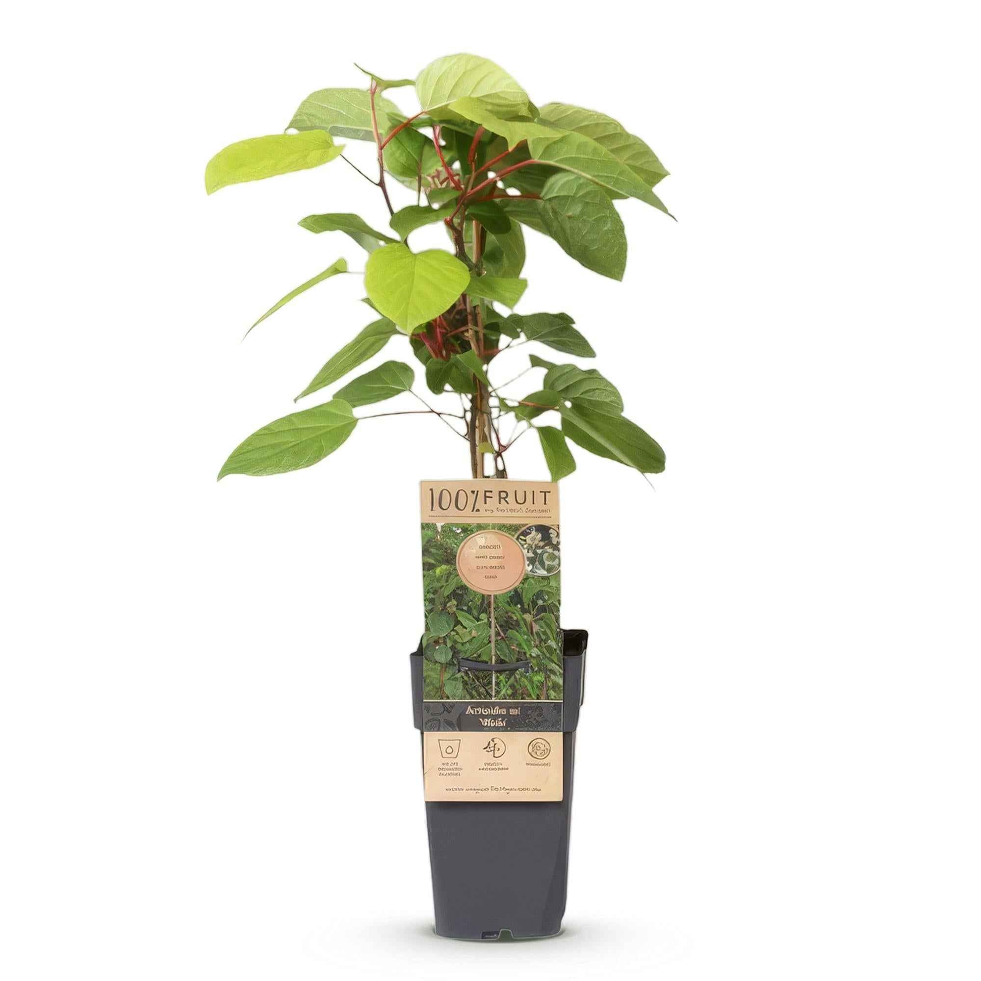 Image of Kiwi Pflanze männlich Actinidia arguta Weiki 50cm 15cm winterhart Kletterpflanze zur Bestäubung für Mini Kiwi Hardy Kiwi Garten Balkon Terrasse-1