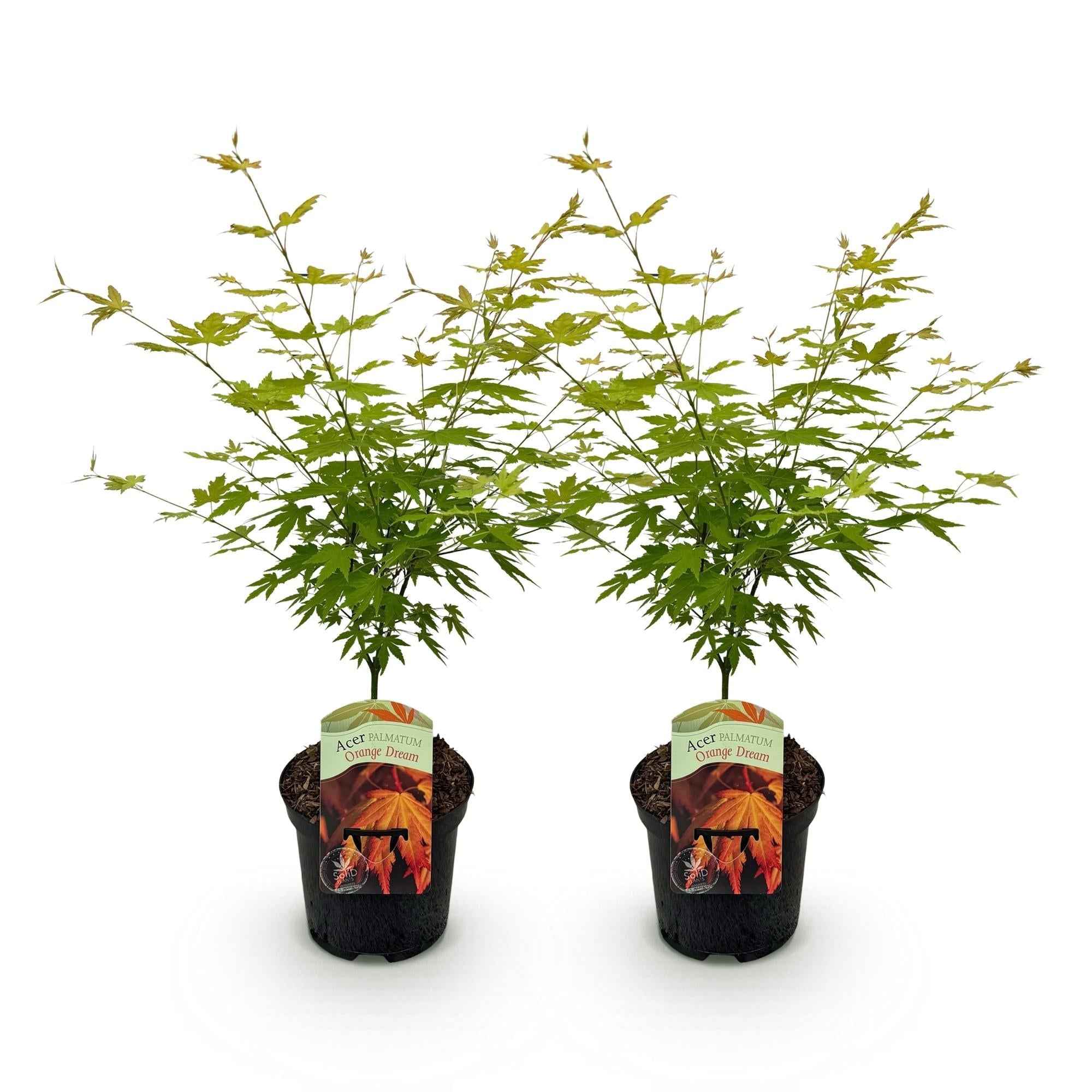 Image of Japanischer Ahorn – Acer palmatum 'Orange Dream' – 2 Pflanzen – ca. 70cm hoch – Ø19cm – orangefarbenes, fein gefiedertes Laub – Balkon-2