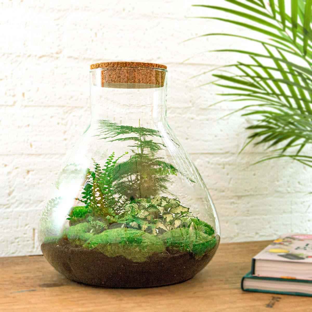 Image of Flaschengarten Sam XL – DIY Bausatz Terrarium – ↕35cm – Do – It – Yourself Pflanzen – Set mit Korkdeckel – Autarkes Mini – Ökosystem-1