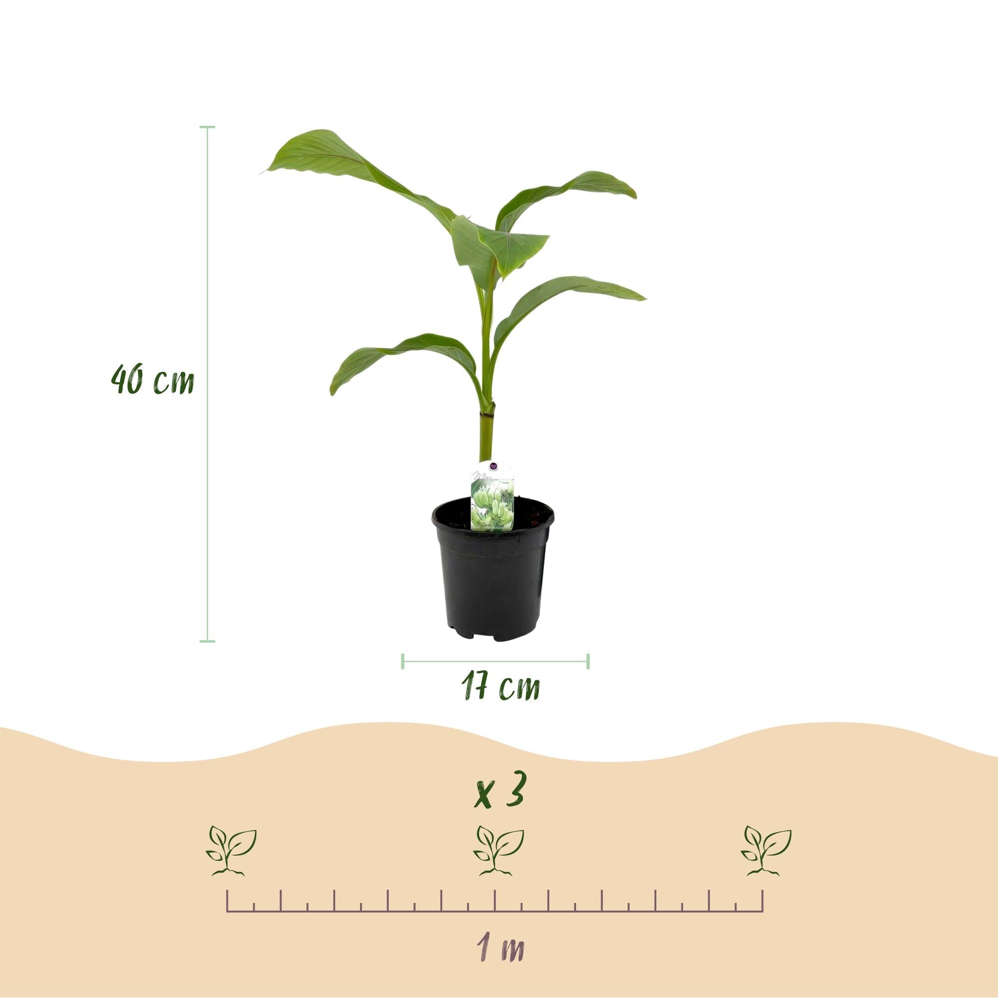 Image of Bananenpflanze Musa Basjoo – 2 Pflanzen – Winterhart – Obstpflanze – Ø17cm – Höhe ca. 40cm – Exotische Gartenbanane für Beet, Balkon & Terrasse-3