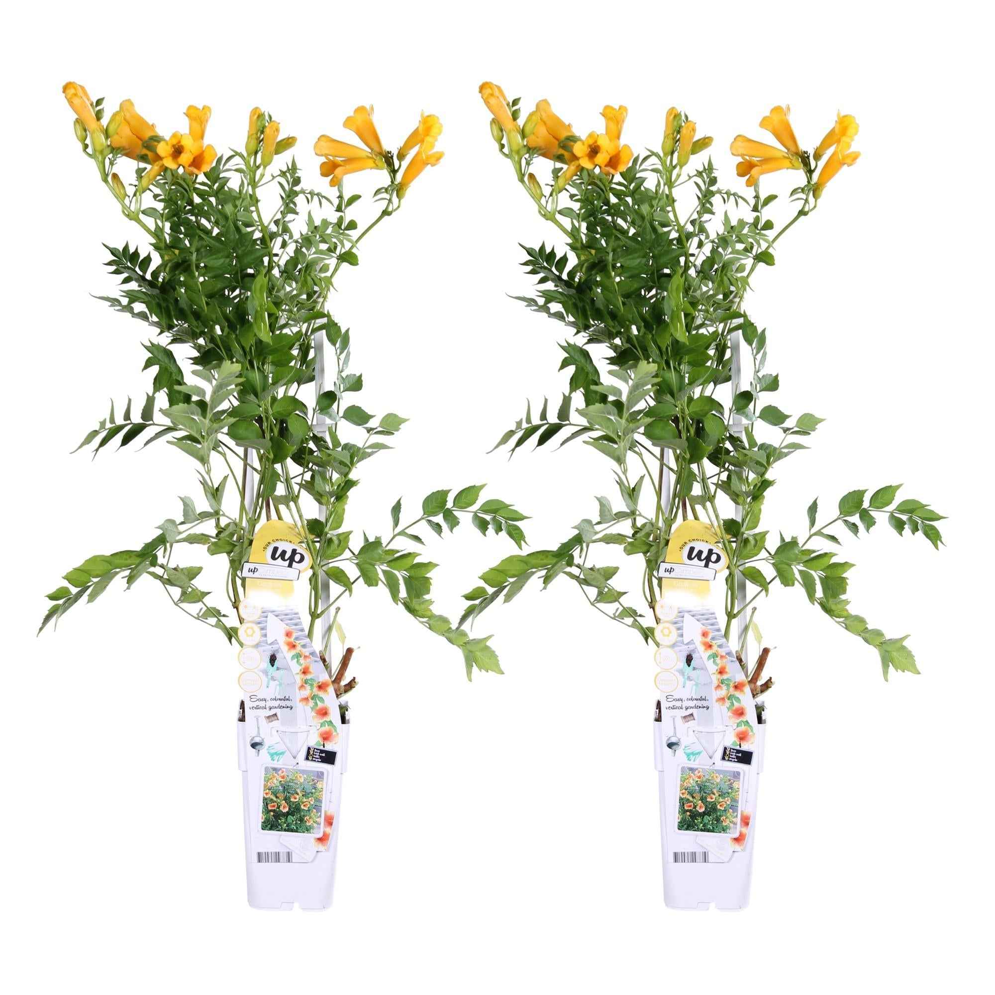 Image of Trompetenblume Campsis Summer Jazz Gold Trumpet 2 Pflanzen 65cm 15cm winterharte Kletterpflanze gelb für Garten Zaun Pergola Terrasse selbstkletternd