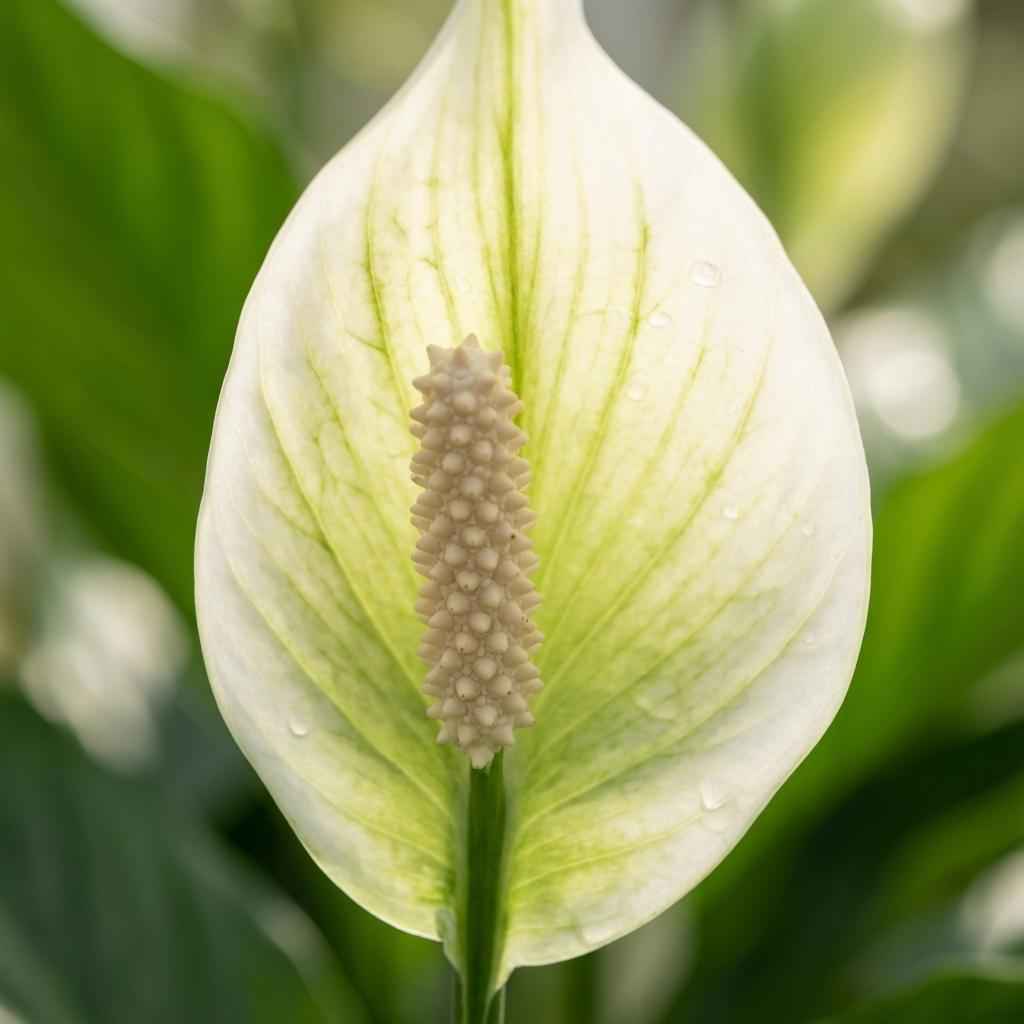 Image of Scheidenblatt Spathiphyllum Einblatt – Ø12cm – Höhe 35-40cm – Luftreinigende Zimmerpflanze weiß blühend-2