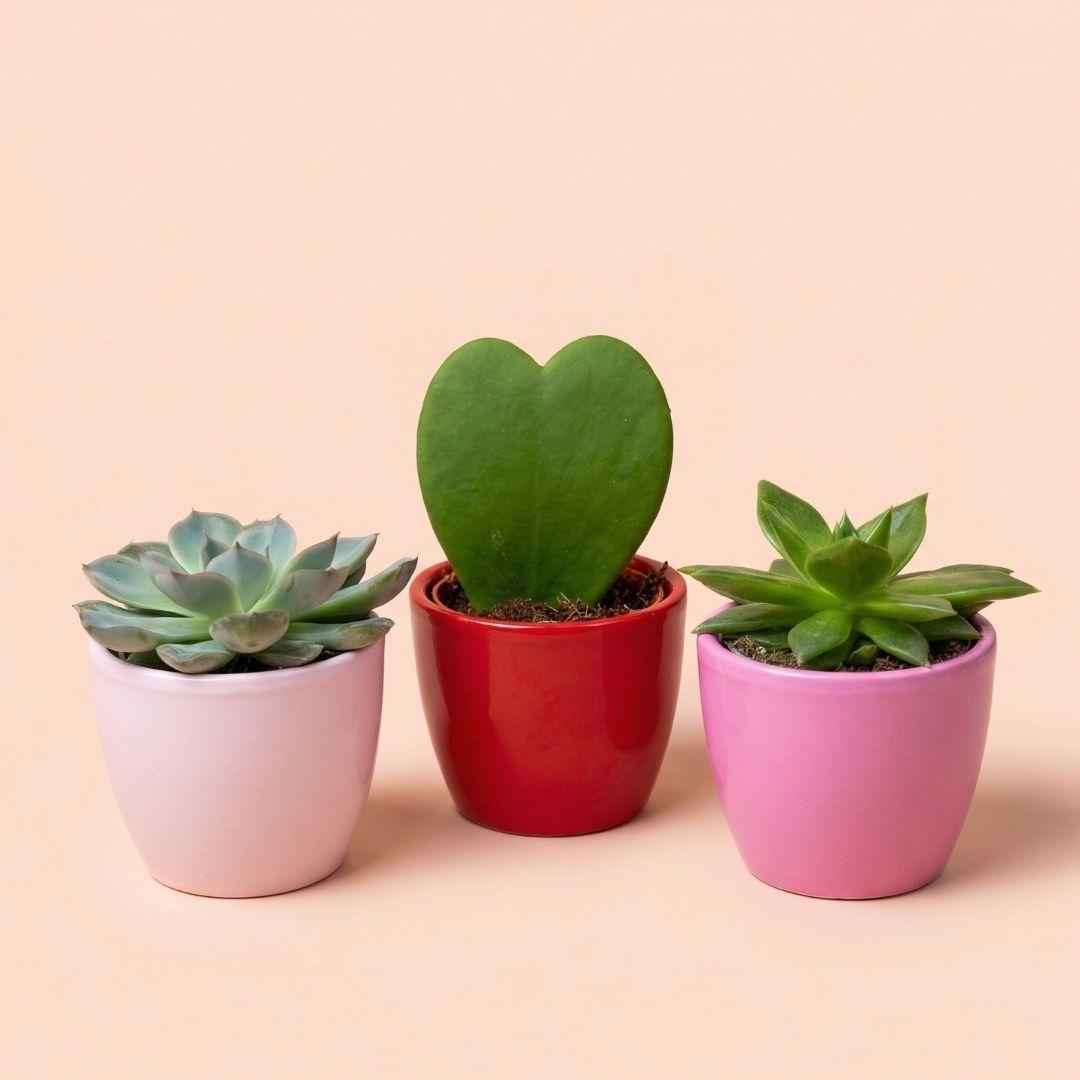 Image of 3er Set Mini Pflanzen mit Dekon Übertöpfen Love Ø6cm Sukkulenten Hoya Kerrii rosa rot Pflanzen Set für Fensterbank Schreibtisch Regal Geschenkidee-0