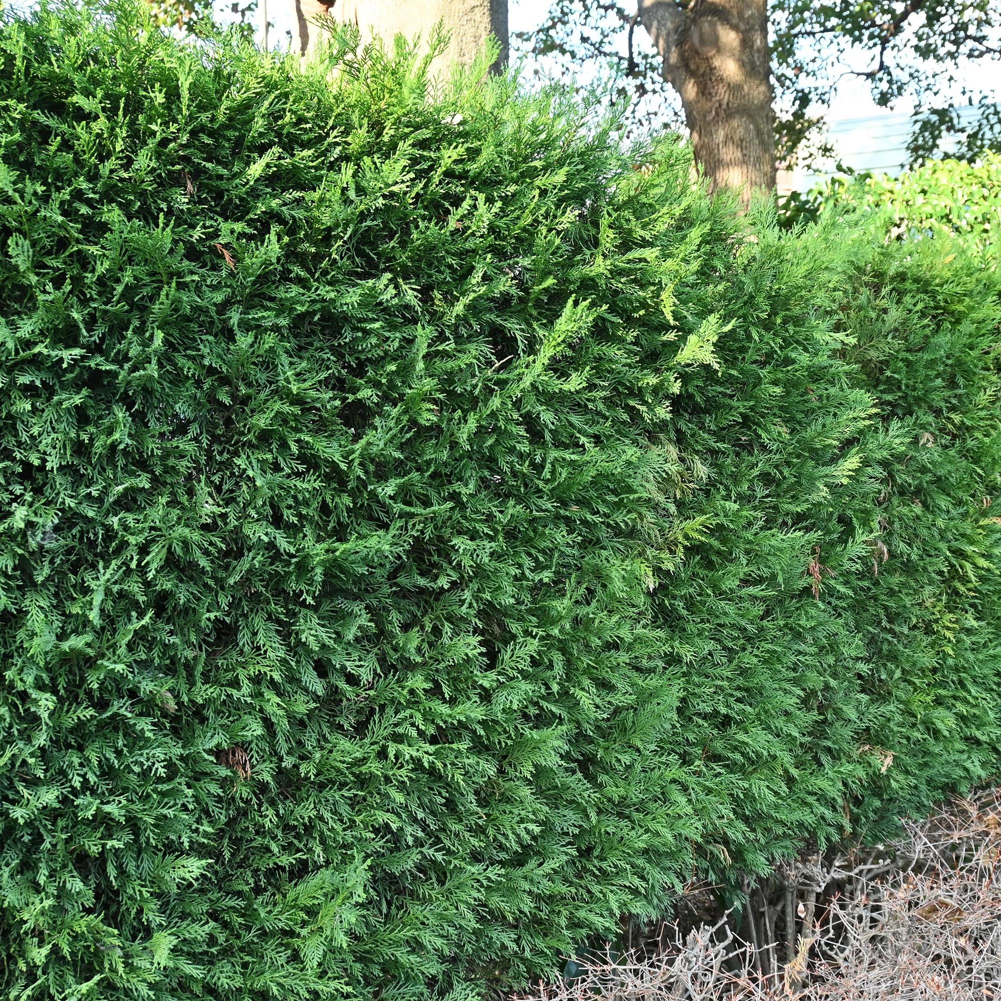 Image of Leyland – Zypresse Cupressocyparis leylandii – Immergrüne Heckenpflanze – 8 Pflanzen – 1m – 9cm Höhe 35-40cm – Schnellwachsend & Pflegeleicht-4