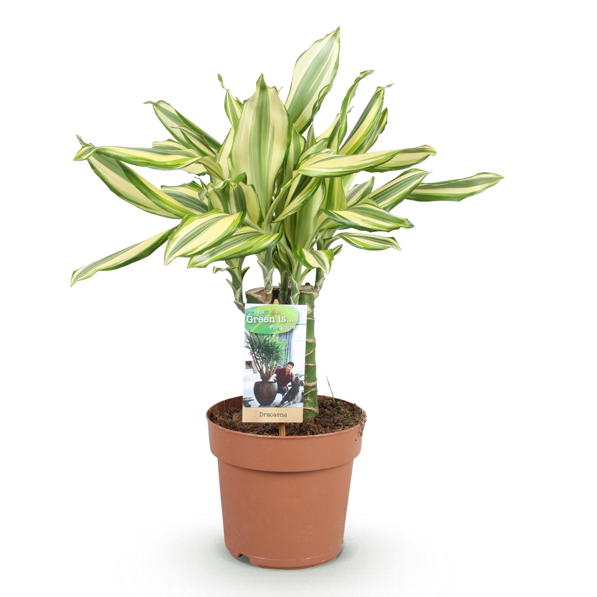 Image of Dracaena fragrans Diamond Dream – Drachenbaum – 17cm – Höhe 50-55cm – Pflegeleichte buntlaubige Zimmerpflanze für Wohnräume und Büro-0