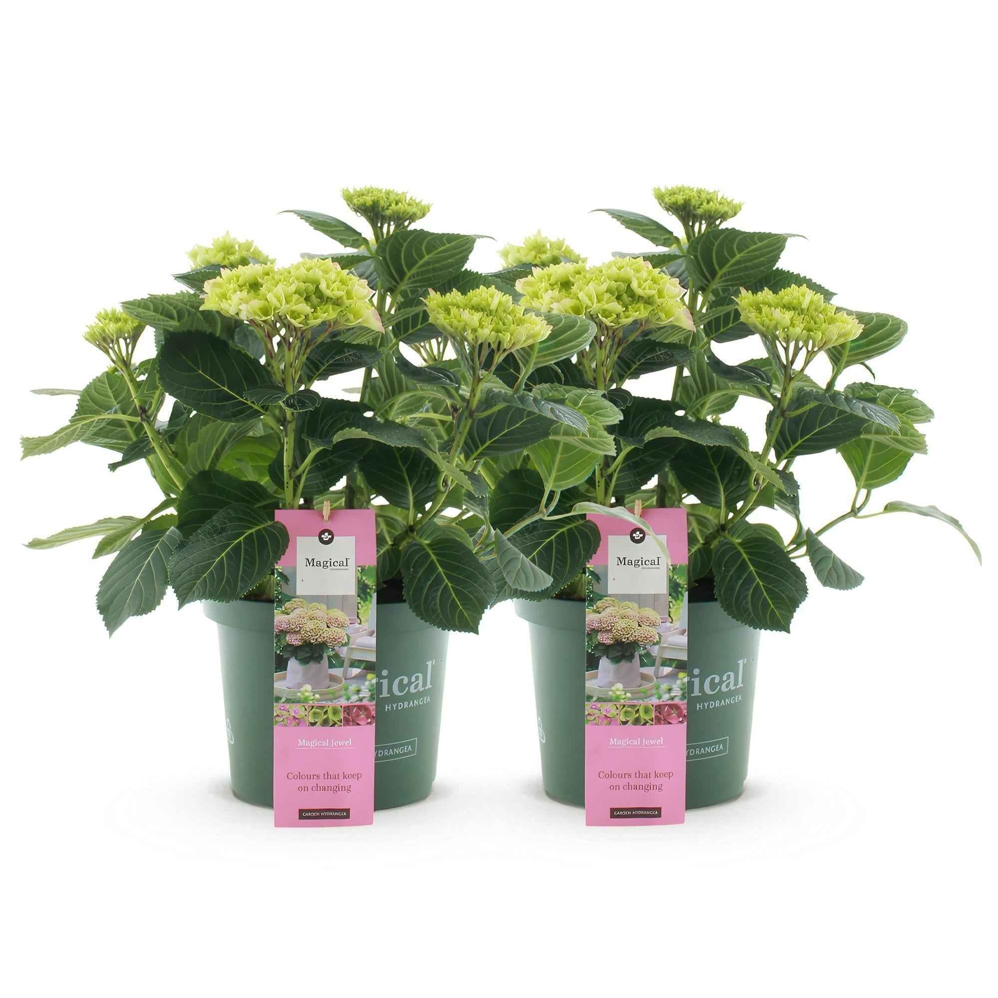 Image of Hortensie Magical Jewel Pink – Rosa – 2 Pflanzen – Hydrangea macrophylla – Je im 23cm Topf – Ca. 55cm hoch – 6-10 Blüten-1
