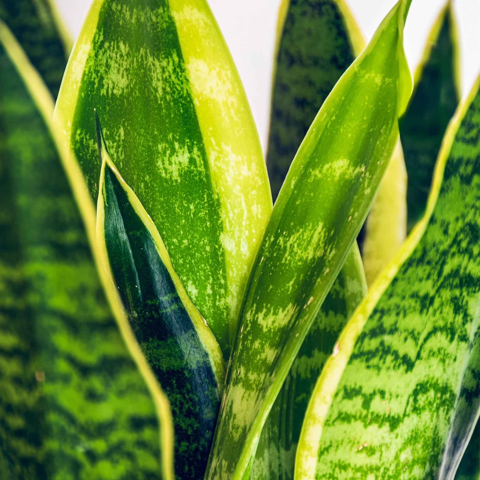 Image of Sansevieria Laurentii – 60-70cm – 17cm – Pflegeleichte Schwiegermutterzunge in Grün – Gelb-4