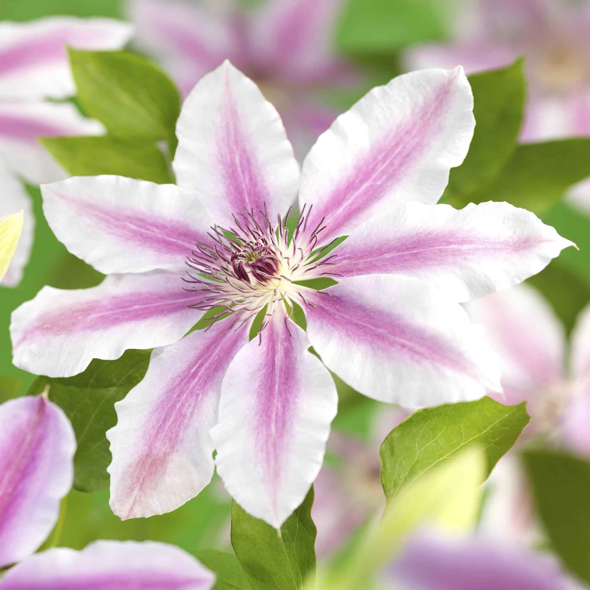 Image of Kletterpflanze Clematis Nelly Moser – Rosa Blüten – Wenig Pflege – 2 Pflanzen – 11cm Höhe 40cm – Für Garten, Balkon & Pergolen-0
