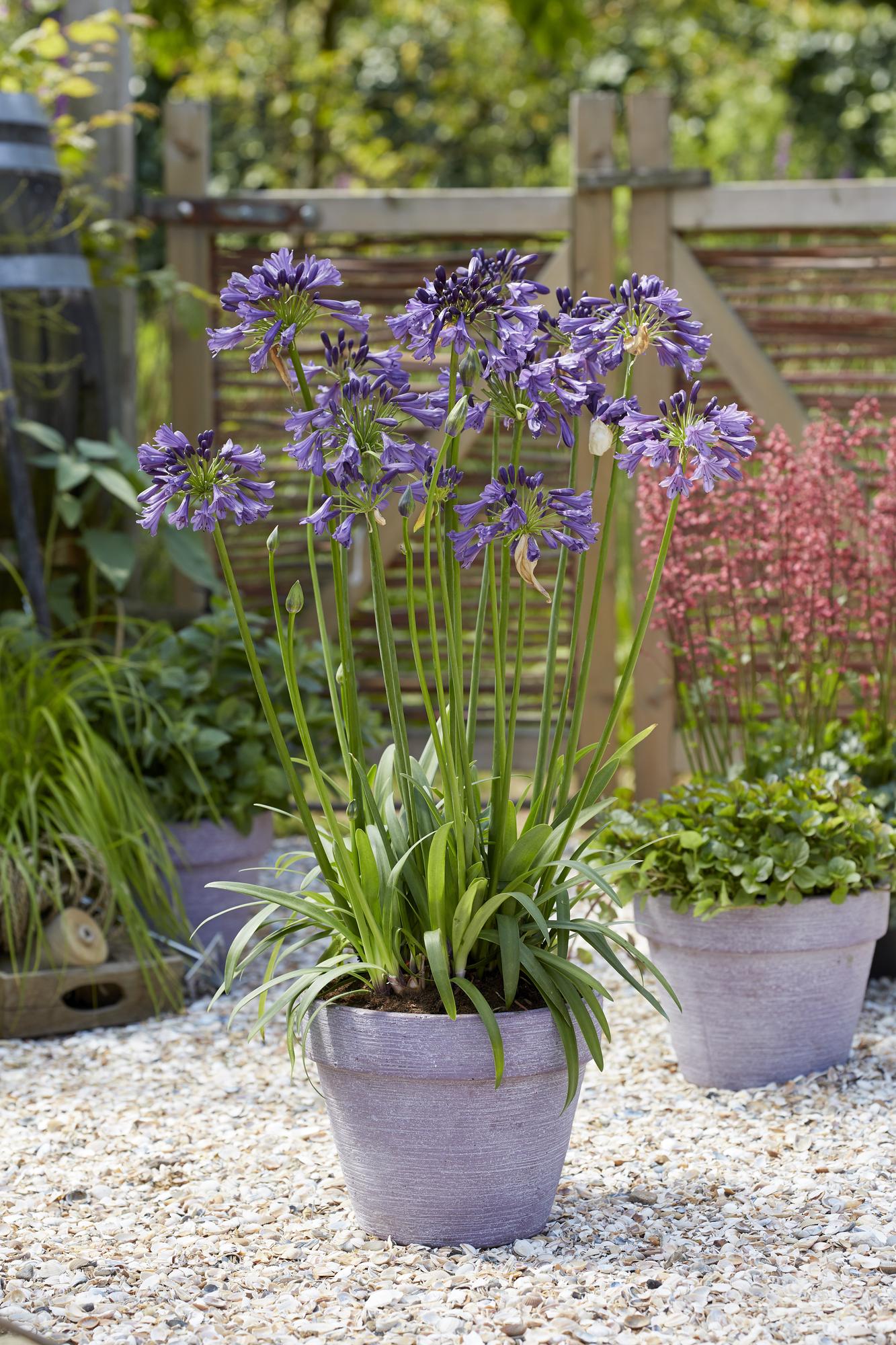 Image of Schmuck – Lilie Agapanthus Poppin Purple – Ø19cm ↕30cm – lila blühende Gartenpflanze für Balkon Terrasse Beet & Kübel-4