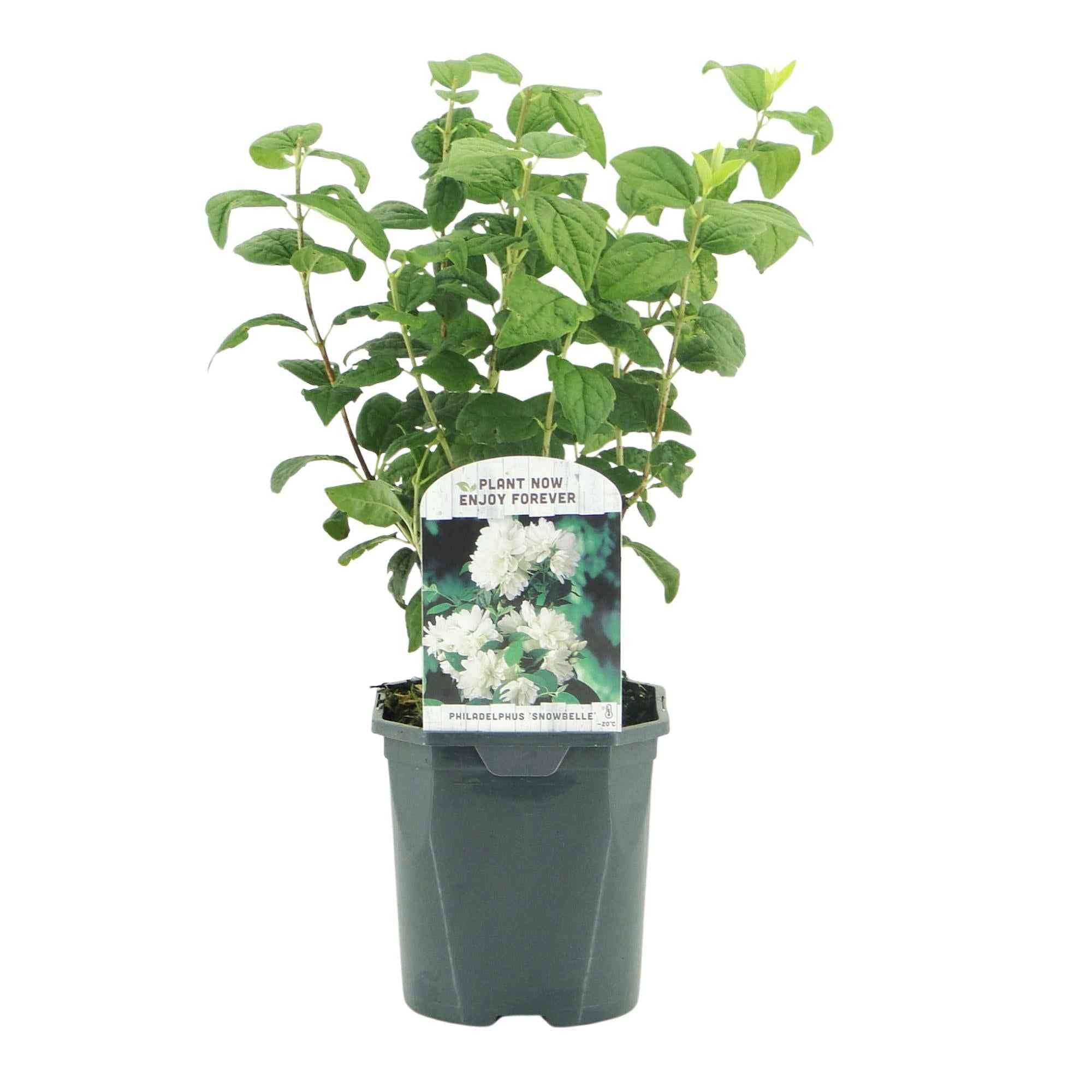 Image of Bauernjasmin Philadelphus Snowbelle – Duftende Weiße Blüten – Wenig Pflege – 17cm Höhe 45cm – Für Garten, Terrasse & Balkon-2