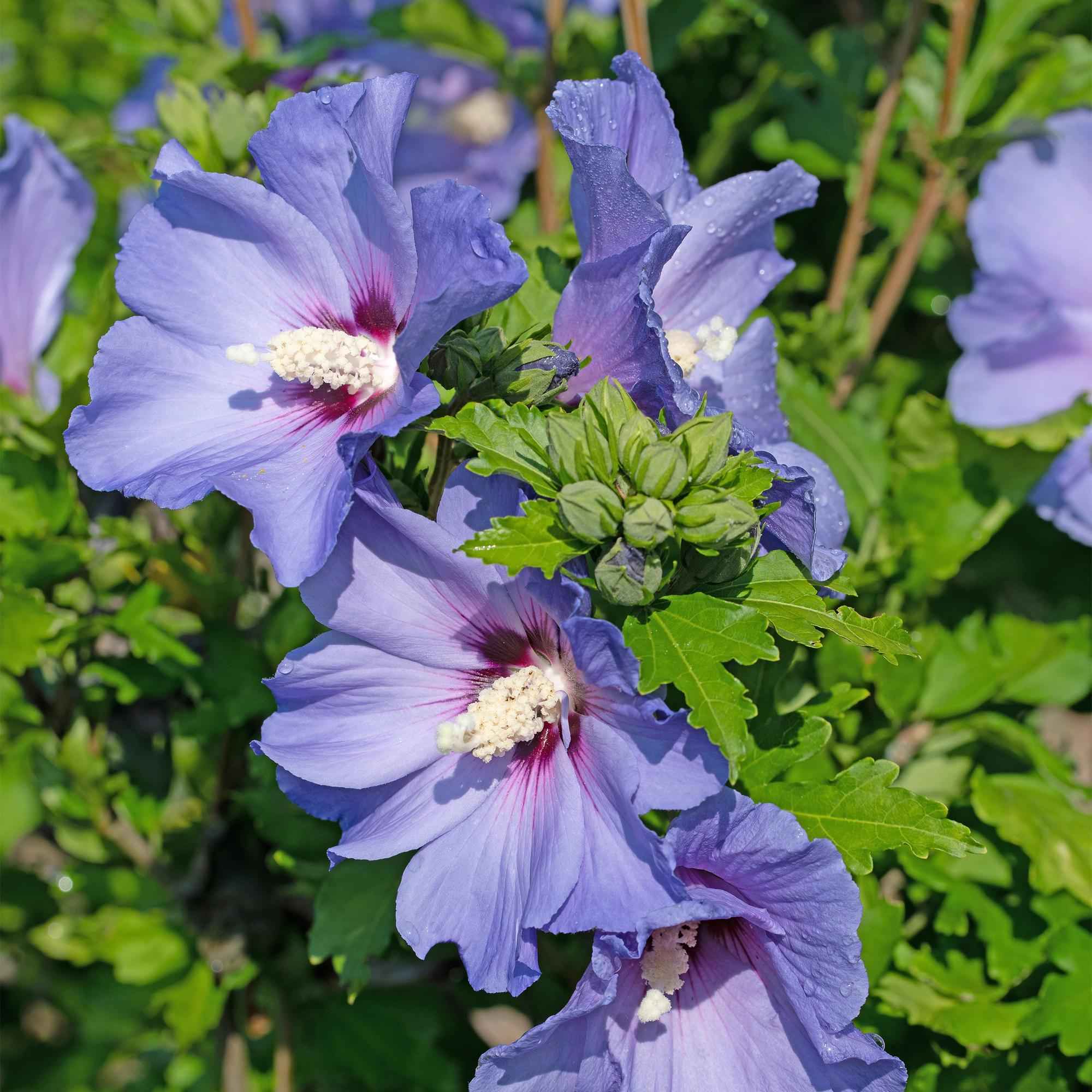 Image of Garteneibisch Hibiscus syriacus Oiseau Blue – Strauch – Blüte Blau – Wenig Pflege – 17cm Höhe 45cm – Für Garten & Terrasse-0