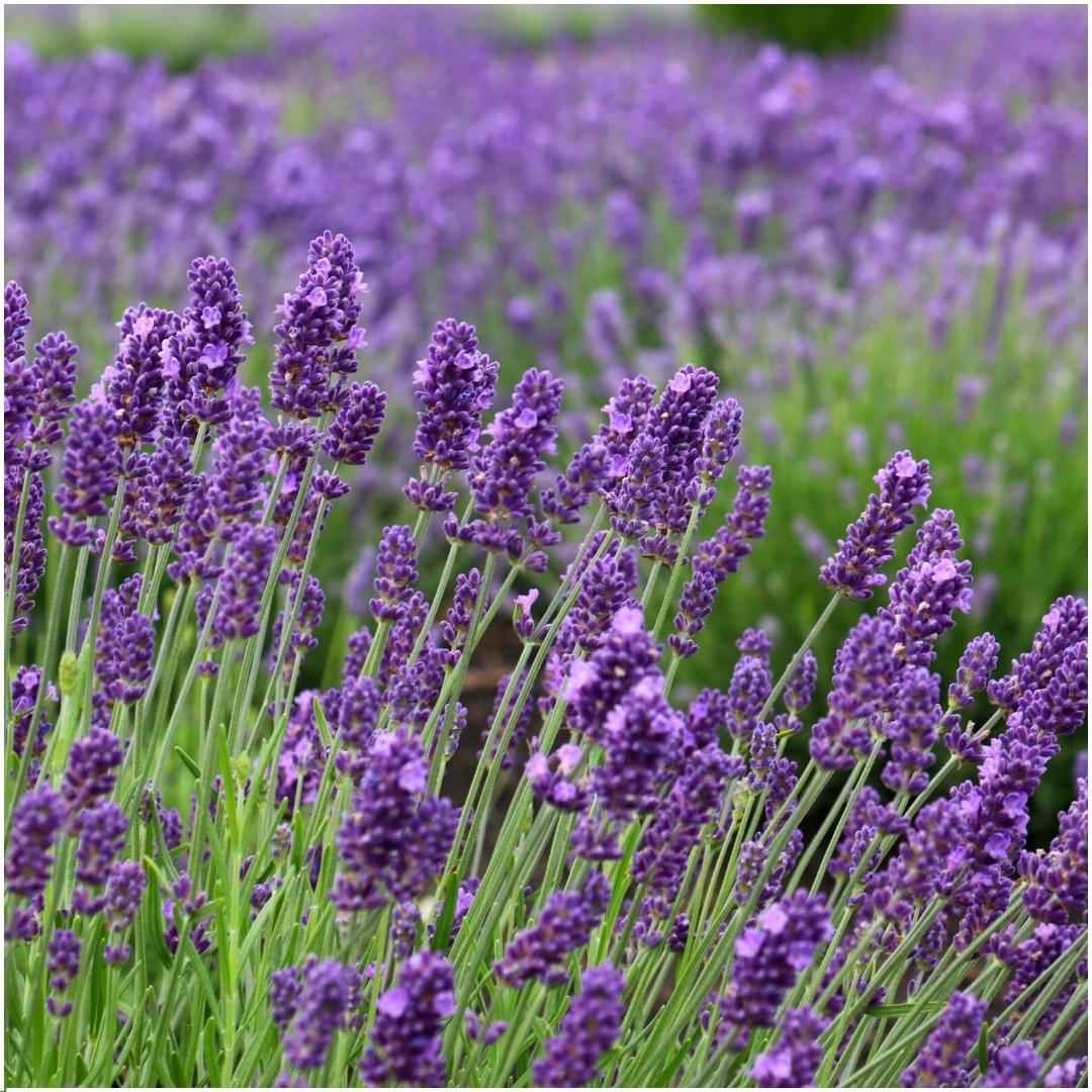 Image of Echter Lavendel Lavandula angustifolia Felice – 3 Pflanzen im Dekotopf Lavender Print Ø13cm – Duftender & winterharter Lavendel