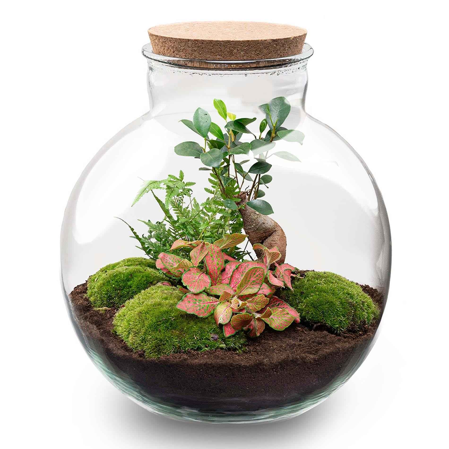 Image of Flaschengarten Terrarium Bolder Bob Bonsai – DIY Bausatz + LED – Mini – Dschungel für Zuhause & Büro – Selbstgestalten & Nachhaltig-2
