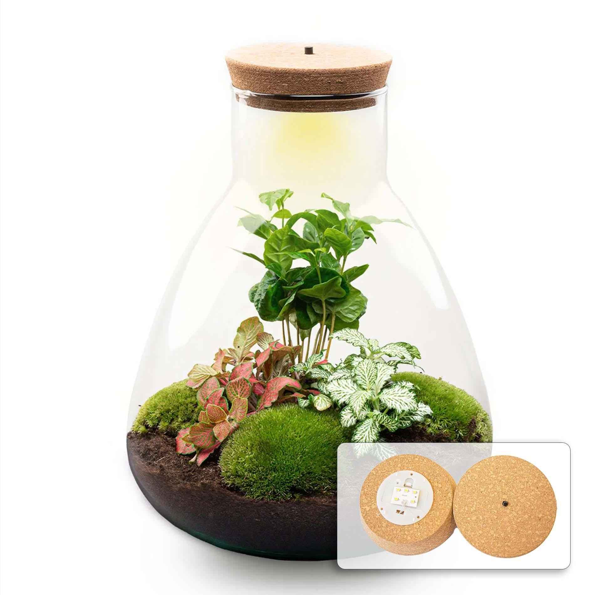 Image of Flaschengarten Sam mit LED – DIY Bausatz Terrarium – ↕30cm – Do – It – Yourself Pflanzen – Set mit LED – Beleuchtung & Korkdeckel-0