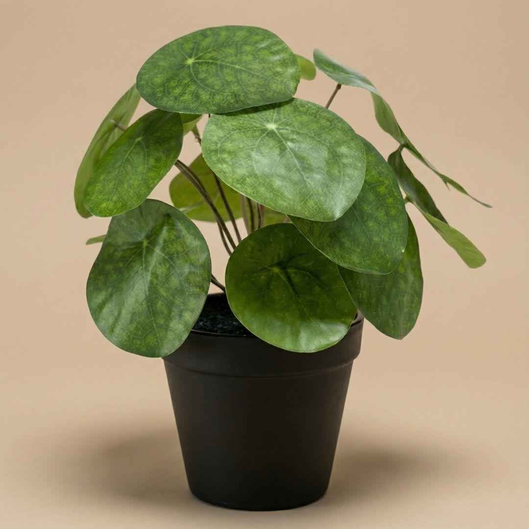 Image of Pilea Kunstpflanze Busch – ca.25cm – Im schwarzen Topf – Realistische künstliche Zimmerpflanze – Pflegefreie Deko für Fensterbank Regal & Büro-3