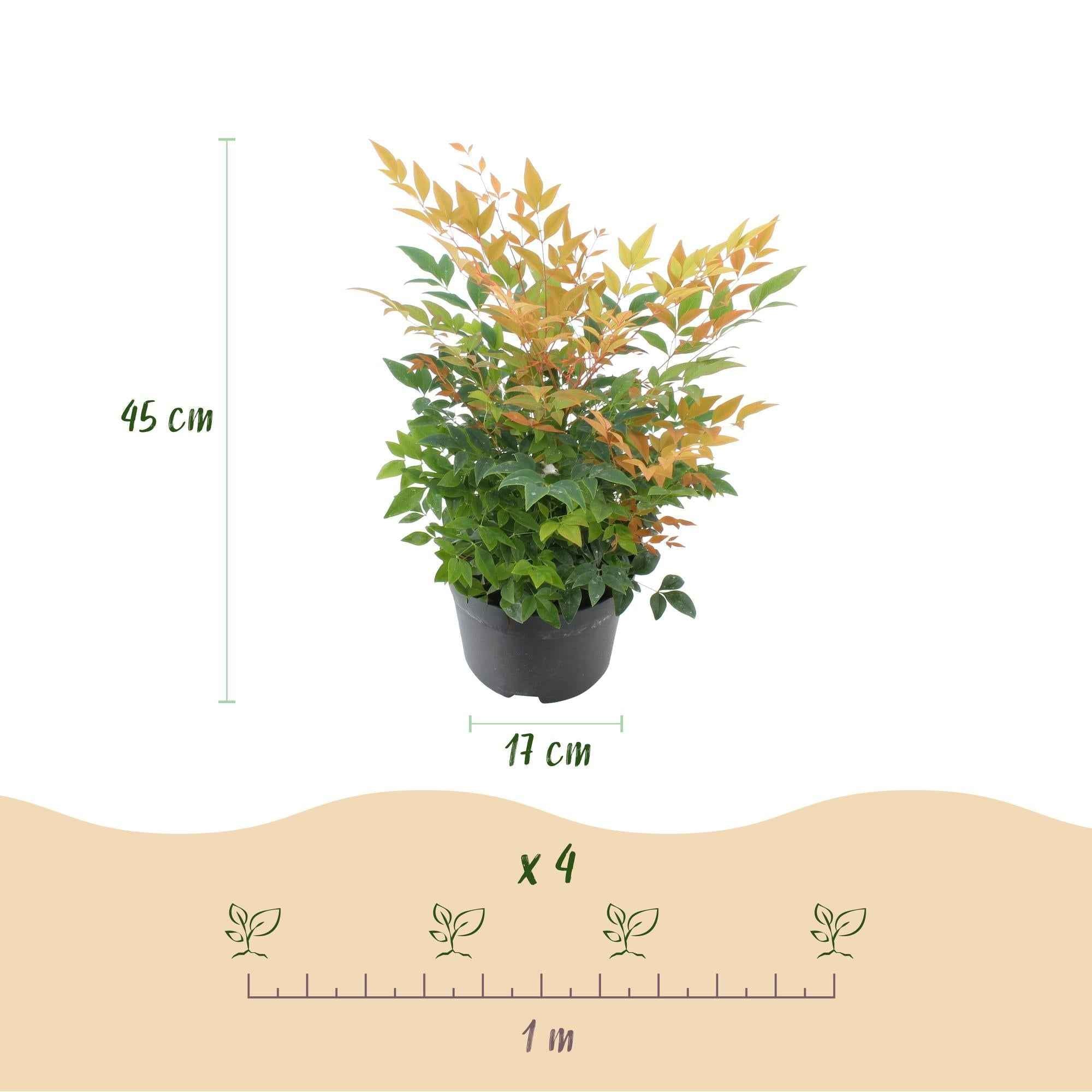 Image of Heiliger Bambus Nandina Gulfstream – 17cm Höhe ca.45cm – Immergrün & farbwechselnd – Orangefarbenes Laub – Pflegeleichter dekorativer Zierstrauch-2