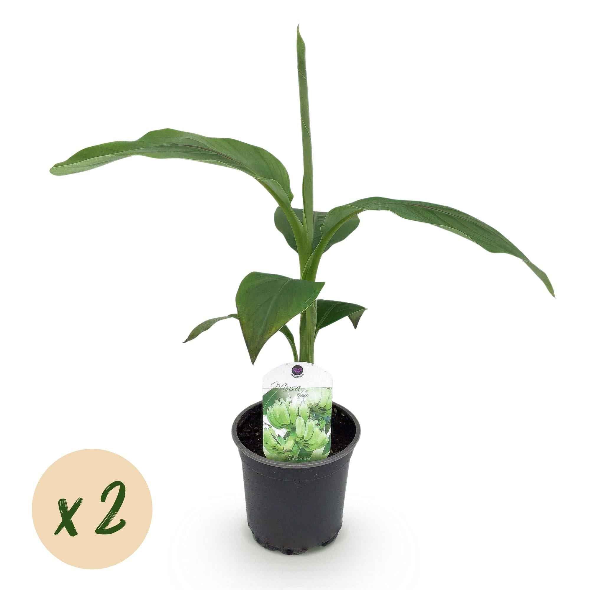 Image of Bananenpflanze Musa Basjoo – 2 Pflanzen – Winterhart – Obstpflanze – Ø12cm, Höhe ca. 30cm – Exotische Gartenbanane für Beet, Terrasse & Balkon-2