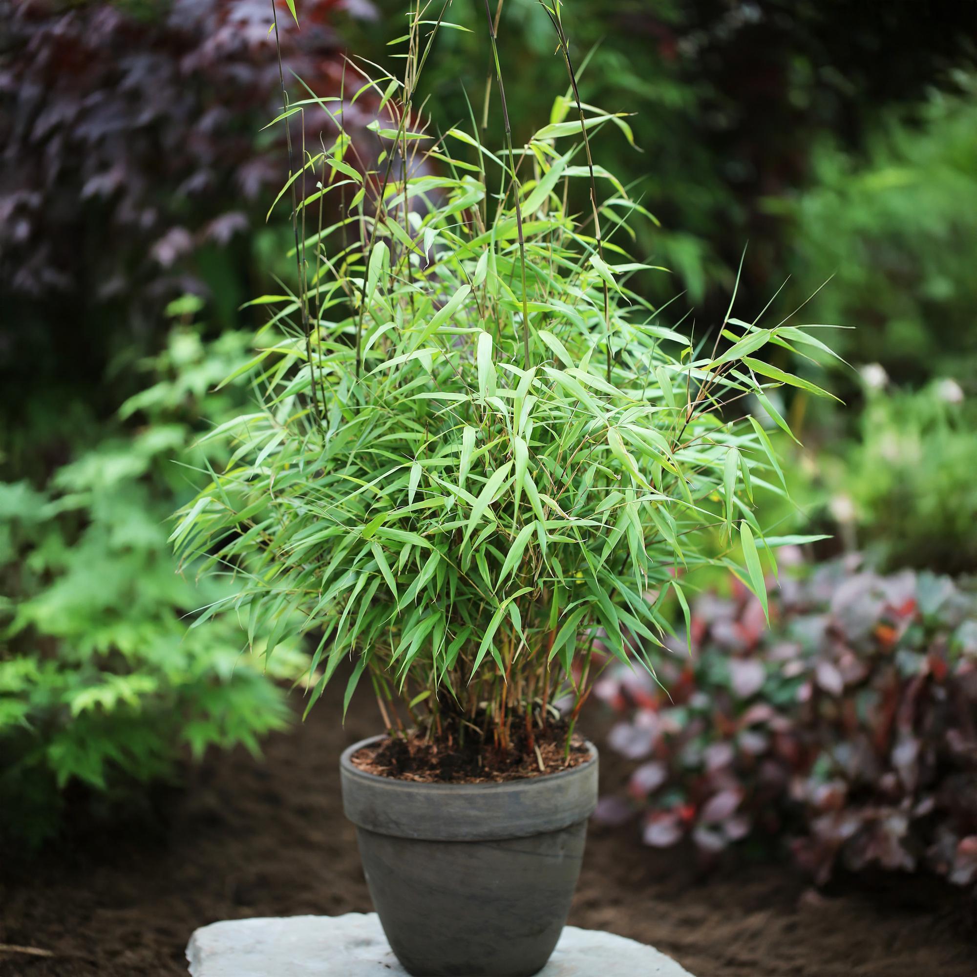 Image of Bambus Fargesia scabrida Asian Wonder, nicht ausbreitender immergrüner Gartenbambus, grüne Sichtschutz Pflanze für Hecke, Kübel, Terrasse und-4
