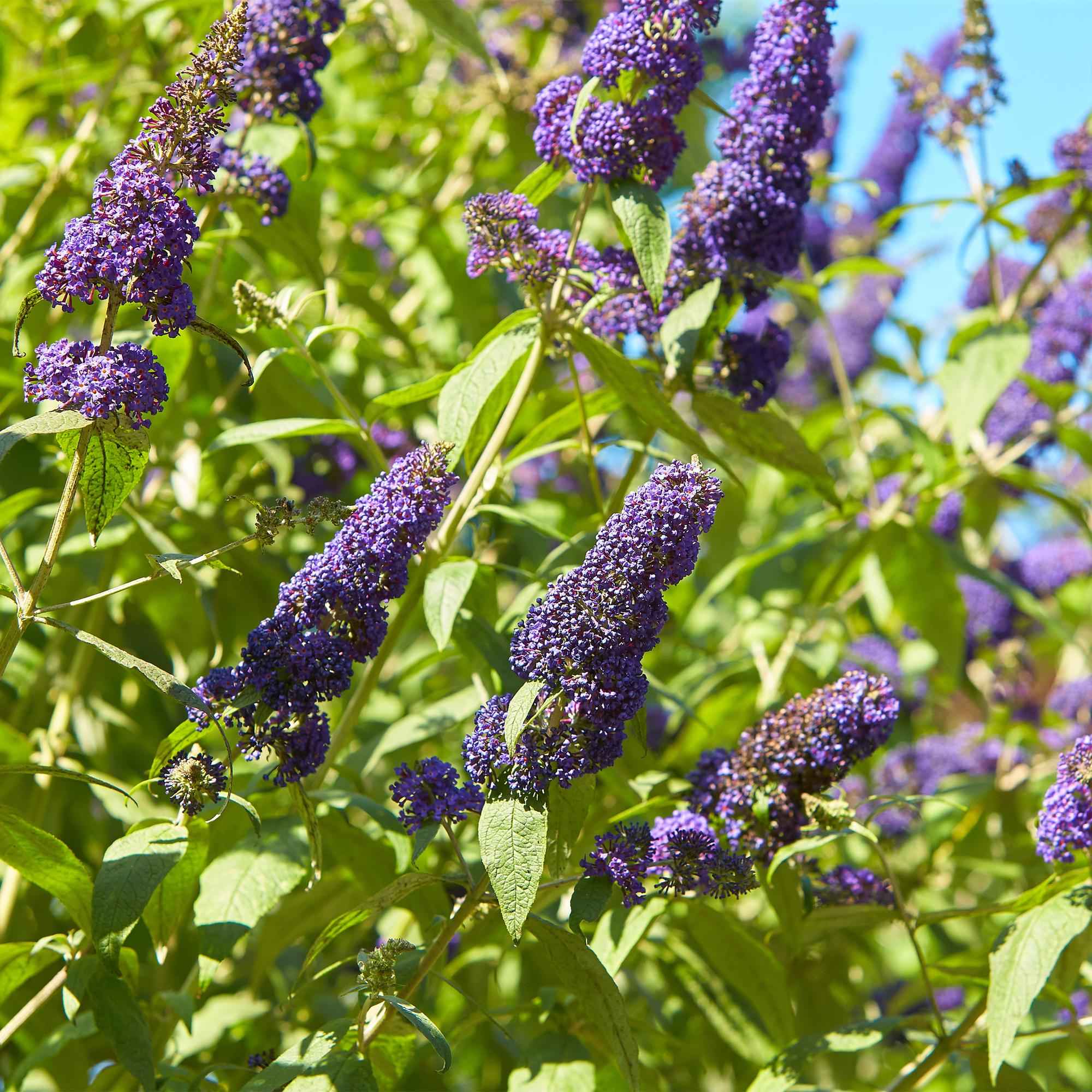 Image of Schmetterlingsstrauch Buddleja davidii Empire Blue – Blau blühender, laubabwerfender Gartenstrauch – Schmetterlings – & bienenfreundlich-3