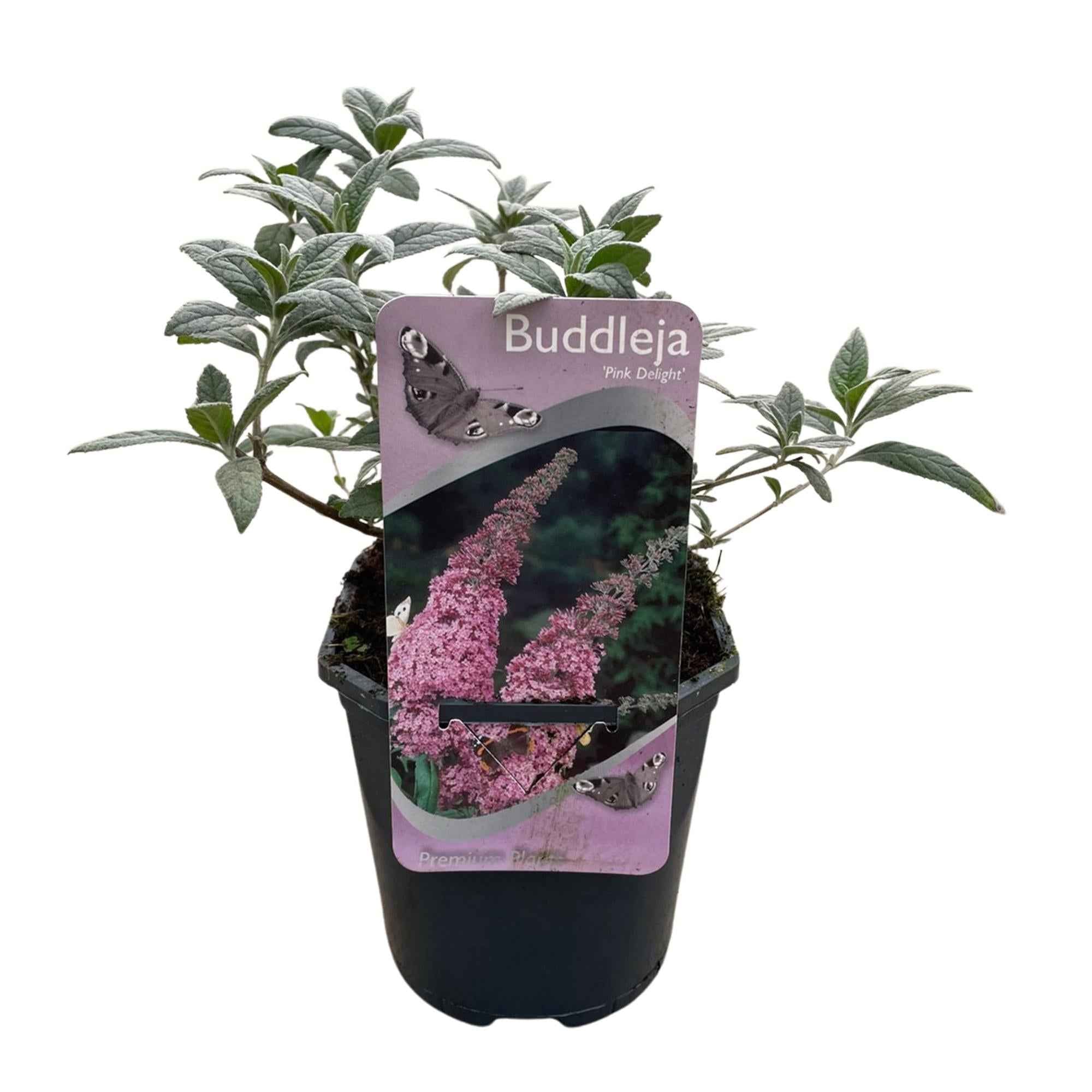 Image of Schmetterlingsstrauch Buddleja davidii Pink Delight – Rosa Blüten – Schmetterlingsfreundlich – Laubabwerfend – 17cm x H25cm – Pflegeleicht-2