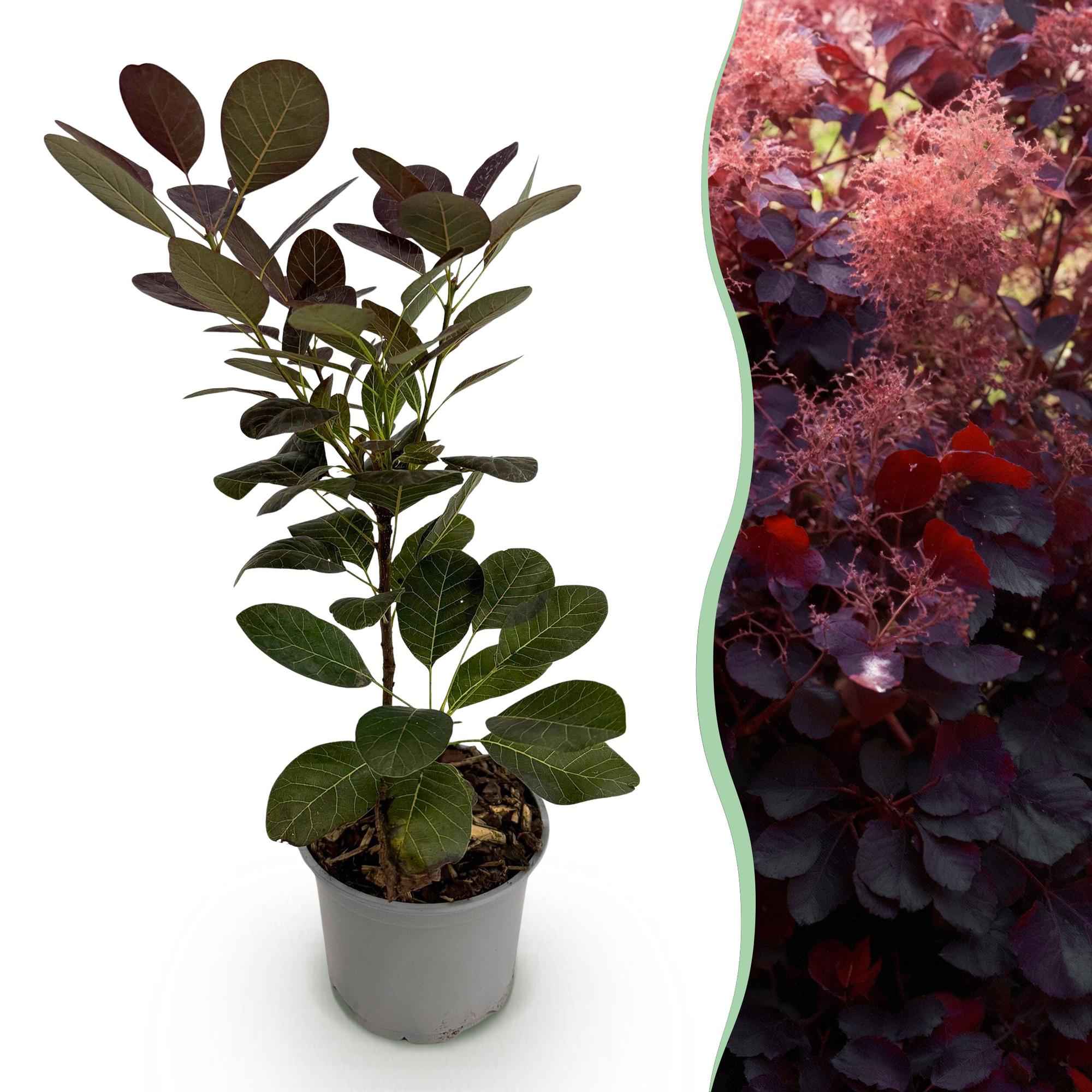 Image of Cotinus coggyria Royal Purple – 12cm – Höhe ca. 35cm – Purpurrotes Laub & luftige Sommerblüten – Laubabwerfender pflegeleichter Perückenstrauch-0