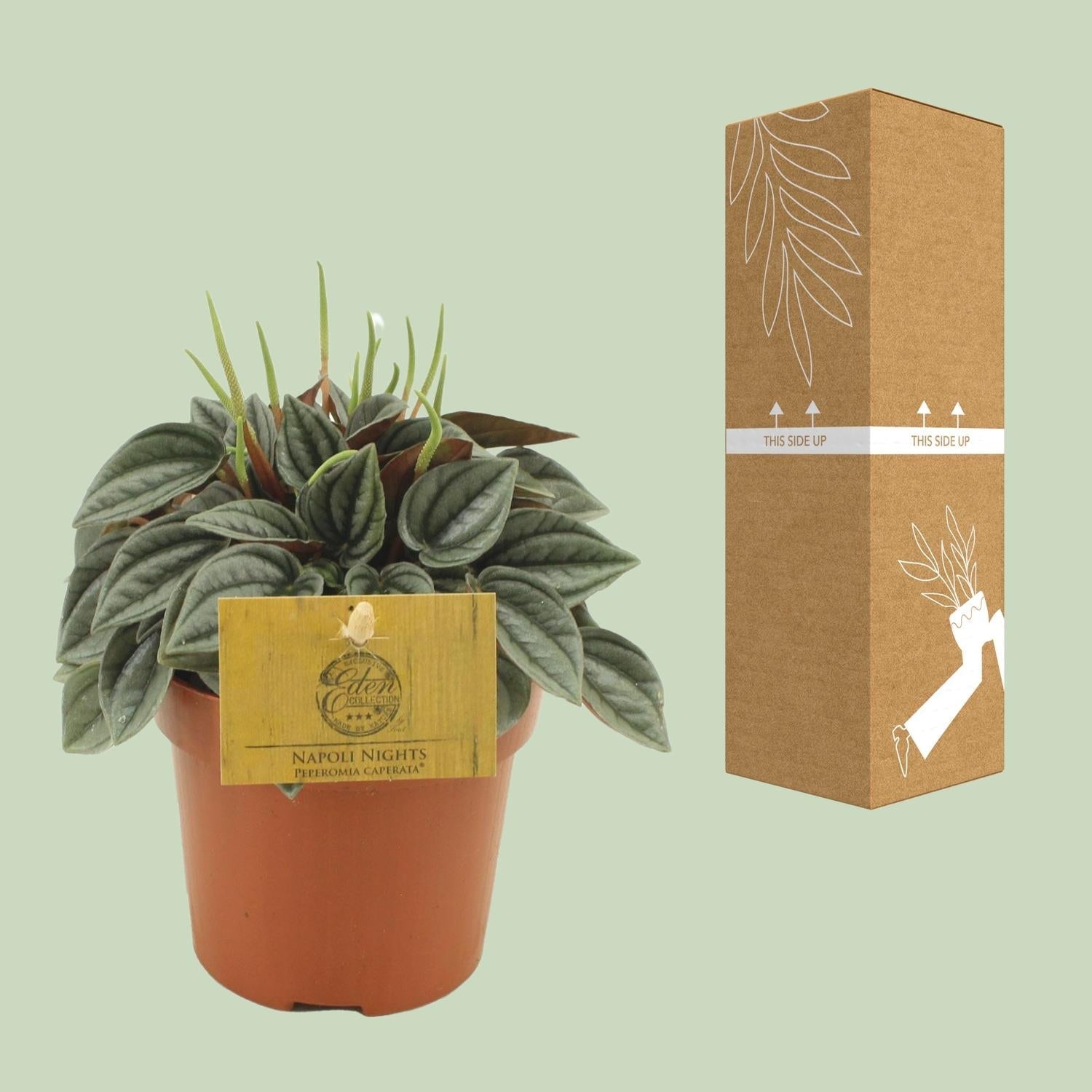 Image of Peperomia Napoli Nights – Zimmerpflanze – Ø10,5cm – ca. 15cm hoch – Pflegeleichte, luftreinigende Sukkulente – Für Wohnung & Büro-4