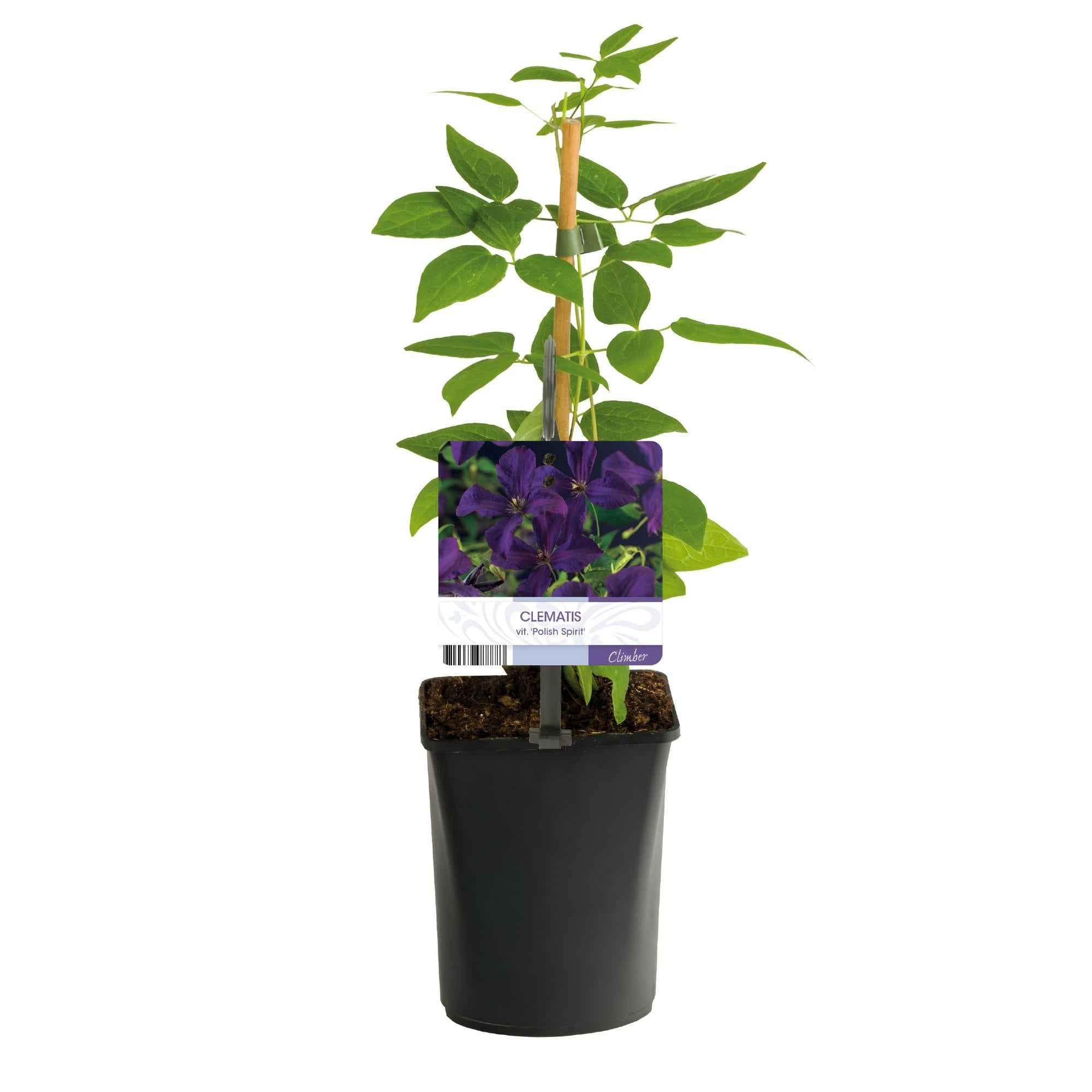 Image of Kletterpflanze Clematis vit. 'Polish Spirit' – Tiefviolette Blüten – 2 Pflanzen – 11cm x H40cm – Bis 3m – Pflegeleicht-2