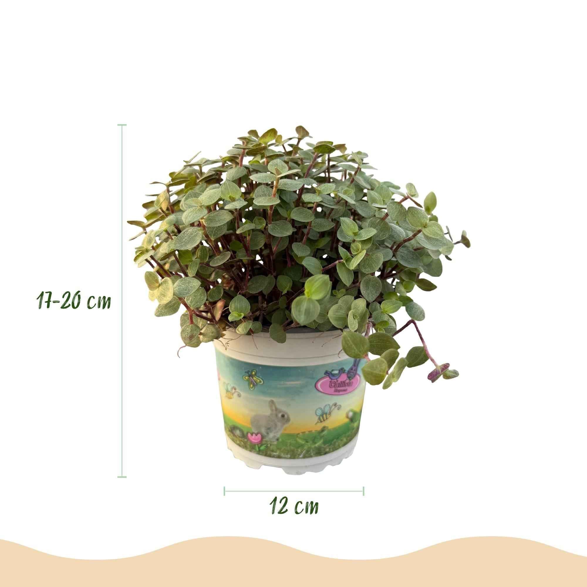 Image of Callisia repens Schildkrötenpflanze – Haustierfreundliche Zimmerpflanze 12cm – Höhe ca.14cm-2