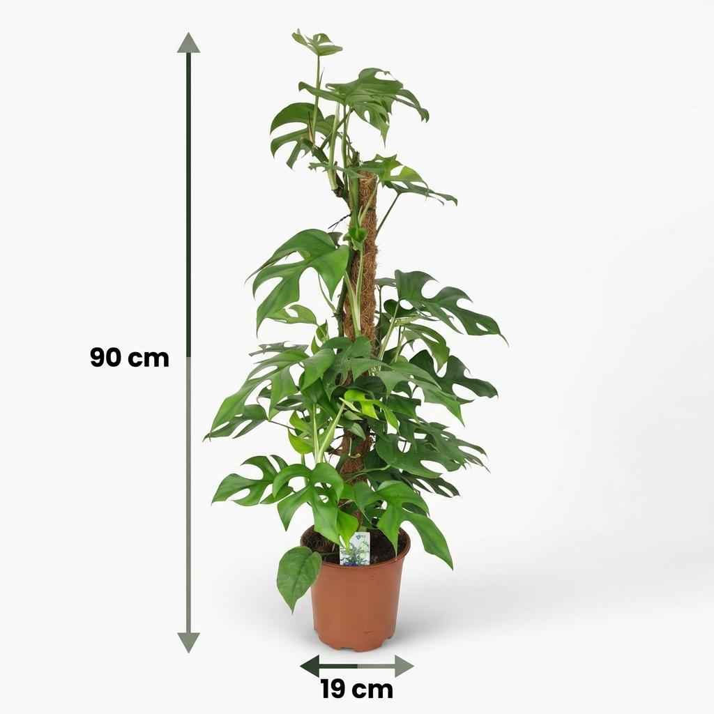 Image of Monstera Minima am Moosstab grün 90cm 19cm Zimmerpflanze pflegeleicht Kletterpflanze mit dekorativen geschlitzten Blättern für Zimmer & Büro