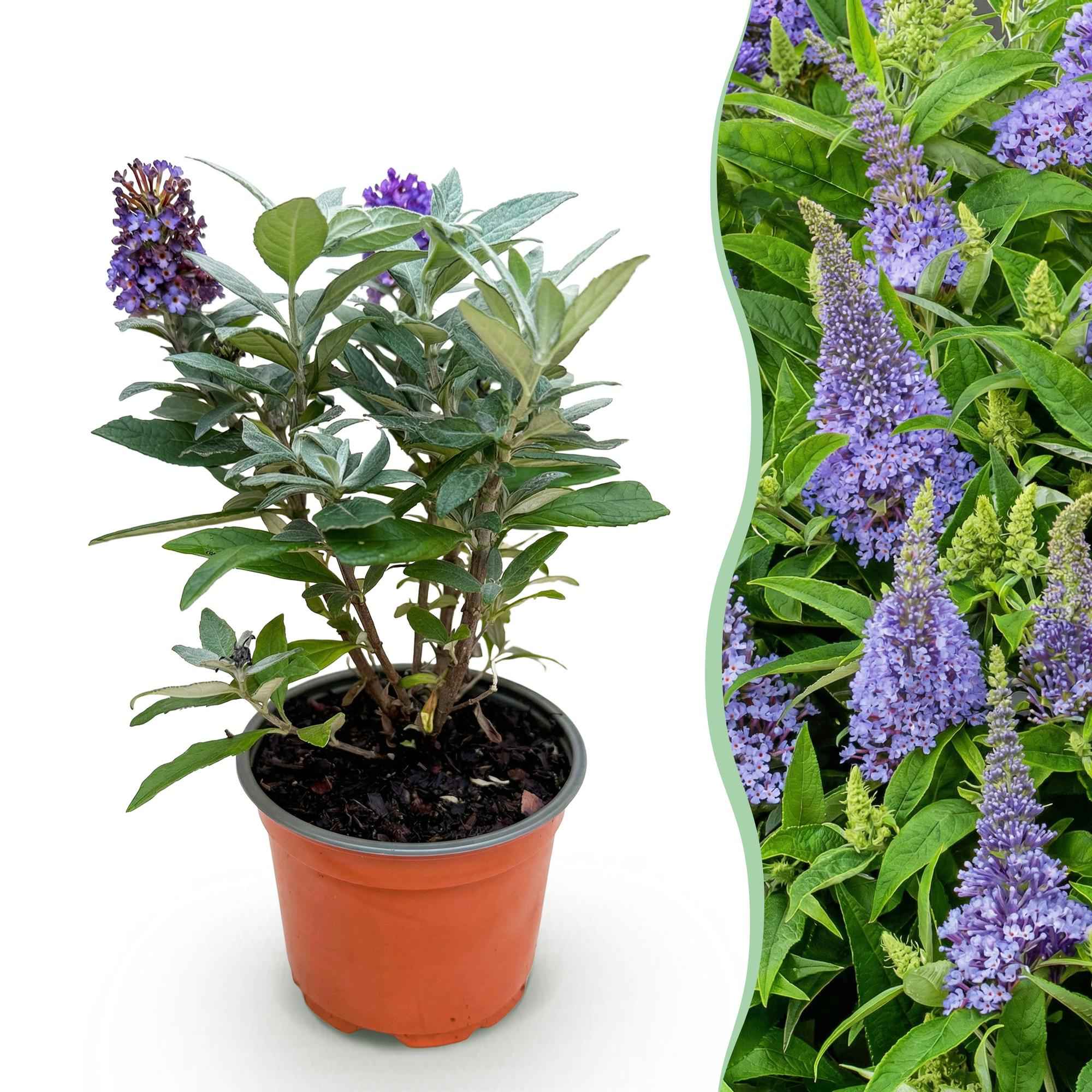 Image of Schmetterlingsflieder Buddleja davidii Little Lila kompakt lila 20-25cm 12cm winterhart bienenfreundlich duftend für Garten Balkon Terrasse Beet-1