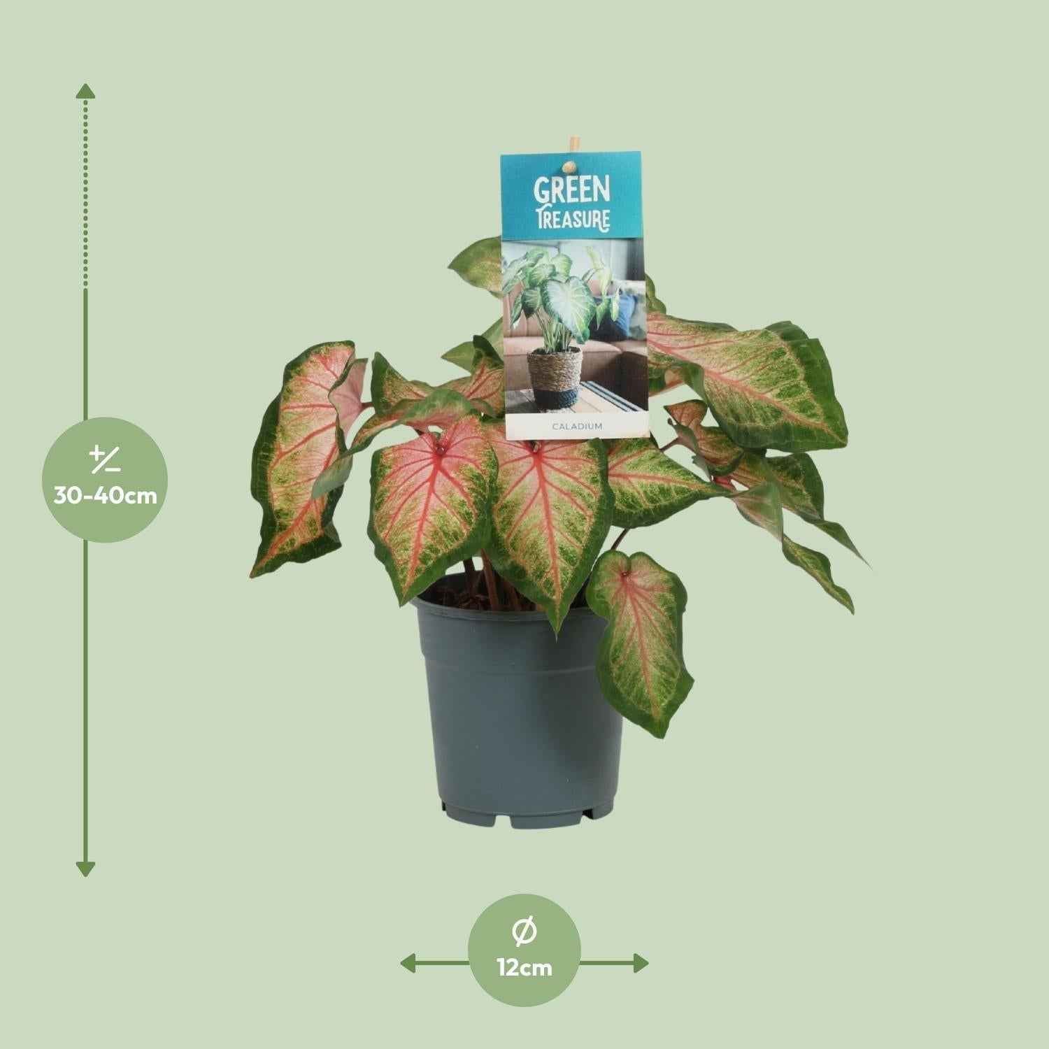 Image of Caladium Rose – Angel Wings – Ø12cm – ↕25cm – Tropische Zimmerpflanze mit rosa – grünem Laub – Dekorativ & pflegeleicht – Für halbschattige Standorte