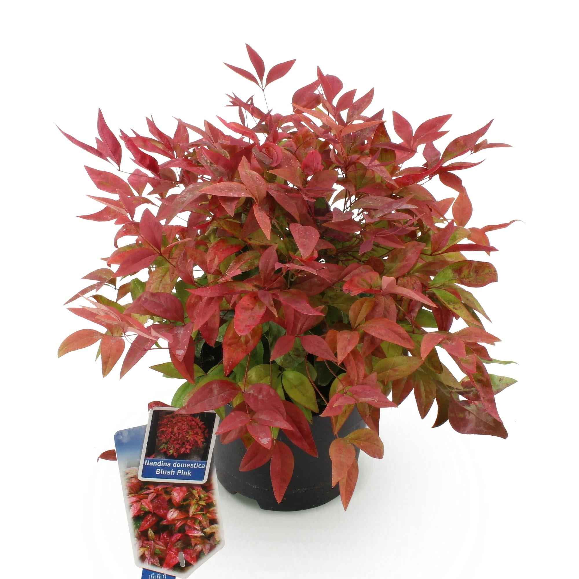 Image of Heiliger Bambus Nandina Blush Pink – 17cm Höhe ca.40cm – Immergrün & farbwechselnd – Dunkelrosa Laub für Beet Balkon Terrasse – Pflegeleichter dekorativer Zierstrauch-1