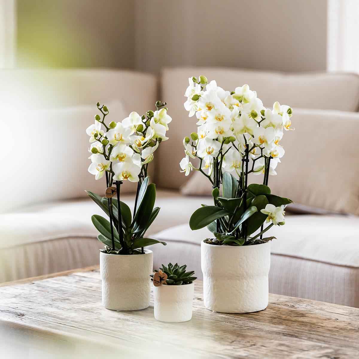 Image of Phalaenopsis Orchidee Lausanne – Weiß – Ø9cm – Zimmerpflanze mit 3 Blütentrieben – Pflegeleicht & elegant – Aus der Blossom – Kollektion-2