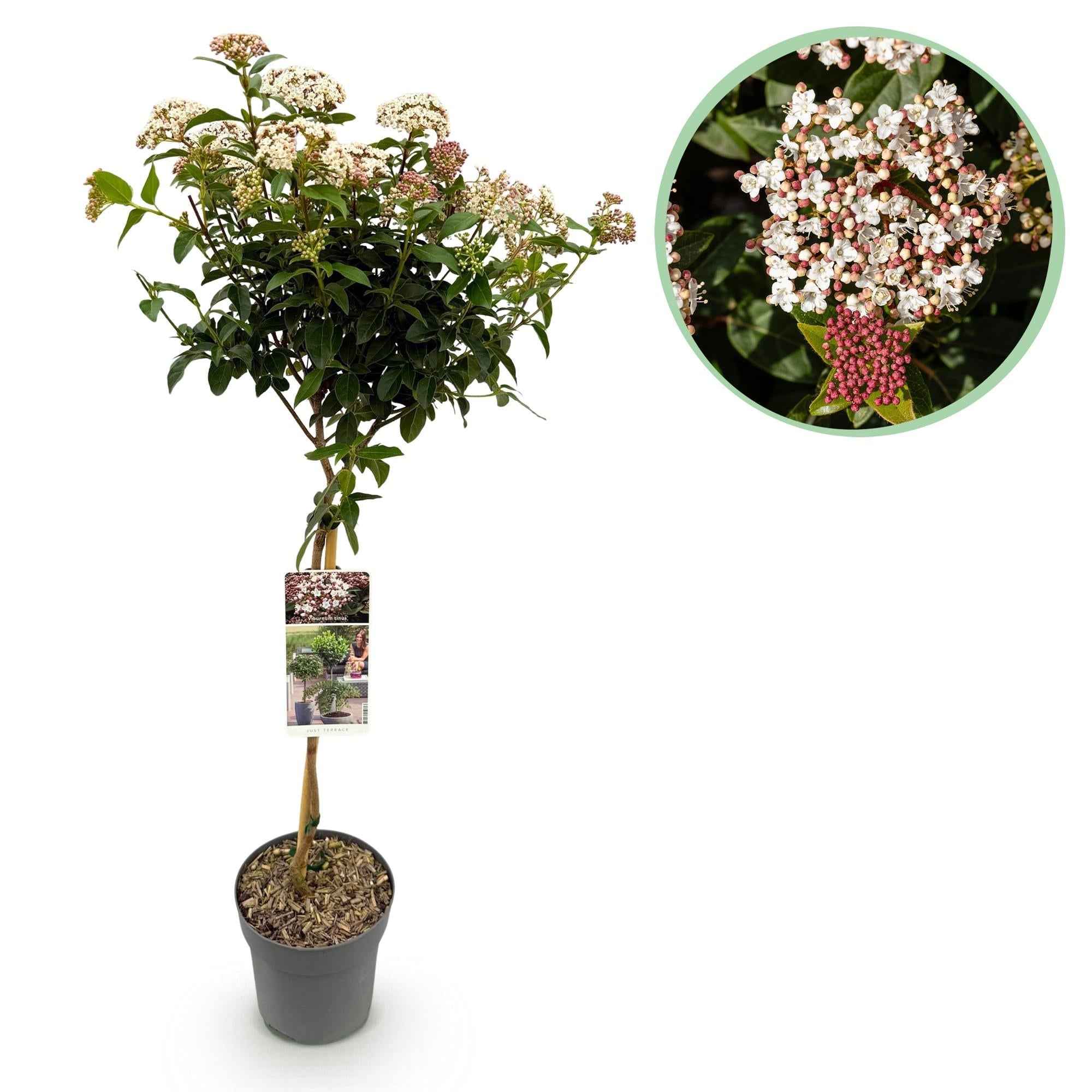 Image of Viburnum tinus – Immergrüner Schneeball – Stamm – Pflanze – Ø19cm – Höhe ca. 90cm – Winterblüher – pflegeleicht – Für Terrasse, Balkon & Garten-0