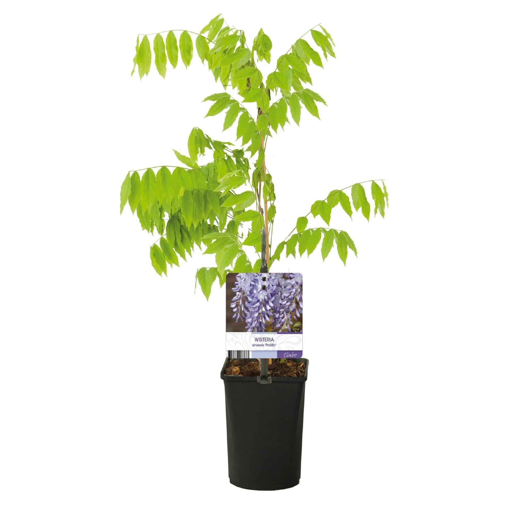 Image of Blauregen Wisteria floribunda Prolific – Kletterpflanze – Blüte Blau – Duftend – Schnellwachsend – 11cm Höhe 40cm – Für Pergolen & Zäune