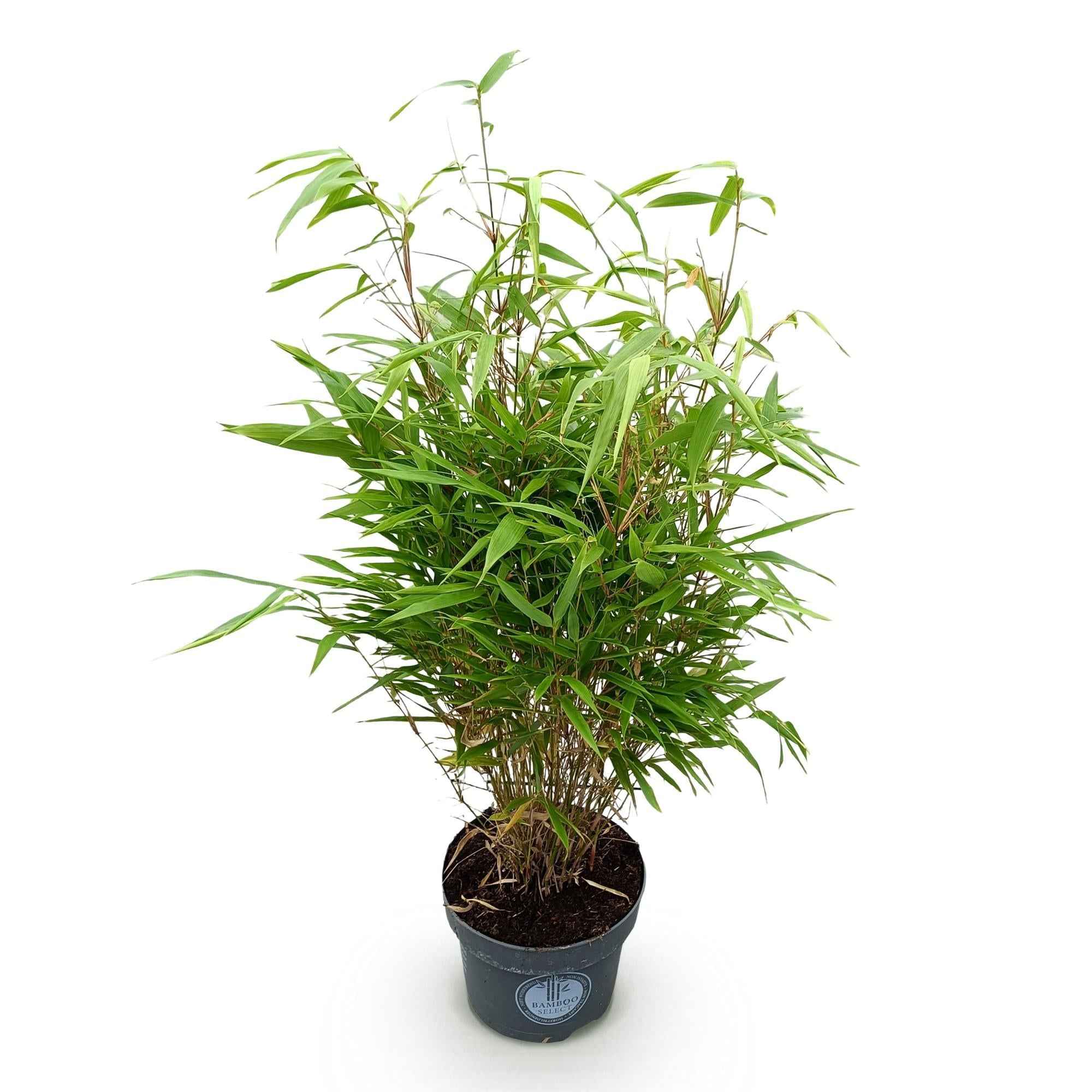 Image of Bambus Fargesia rufa nicht ausbreitend immergrün 80cm 23cm für Garten Terrasse Balkon Hecke Sichtschutz pflegeleicht winterhart grüne Ziergräser-1