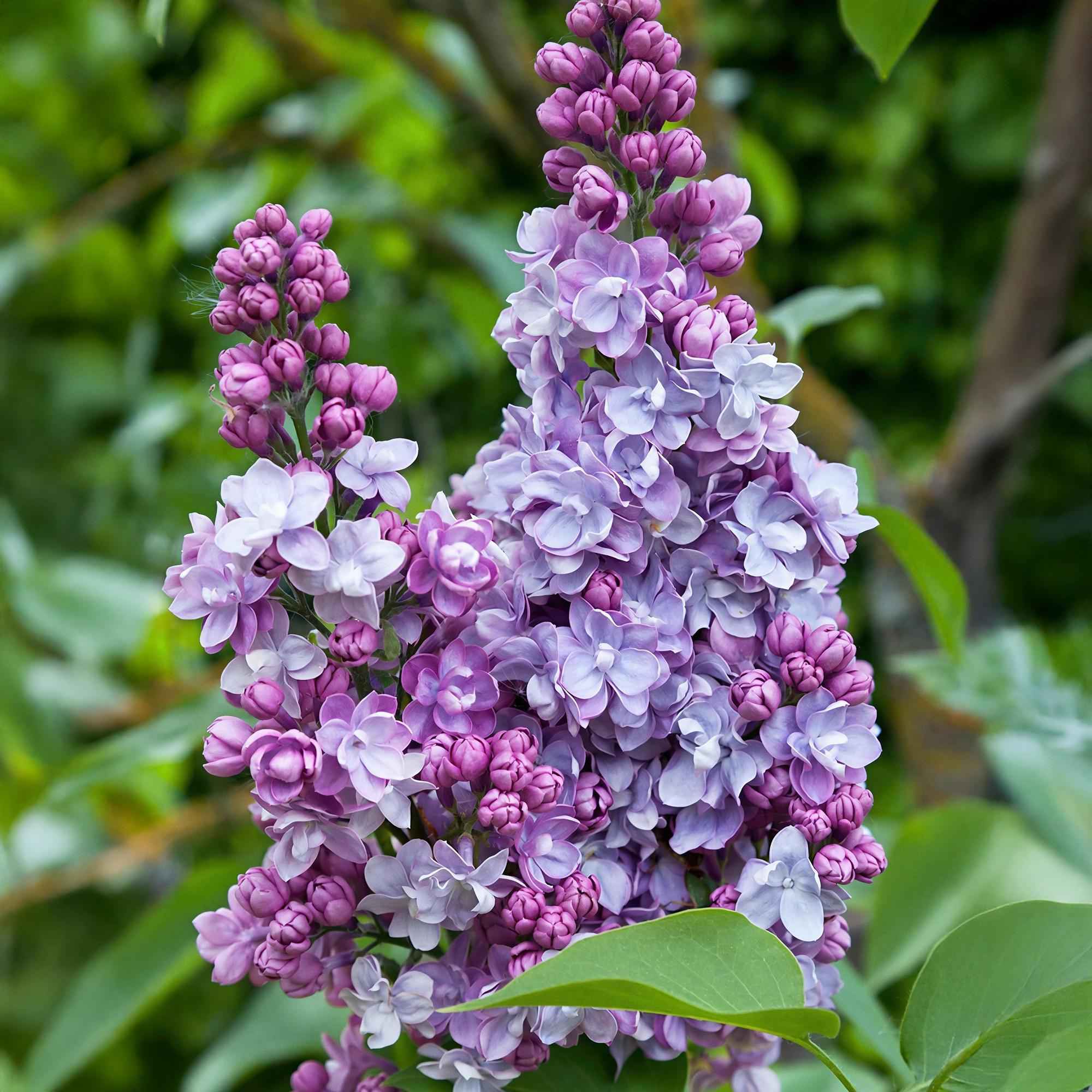 Image of Flieder Syringa vulgaris Michel Buchner 45cm – winterhart rosa bis purpur, duftend – 17cm – Blüte Mai – Juni