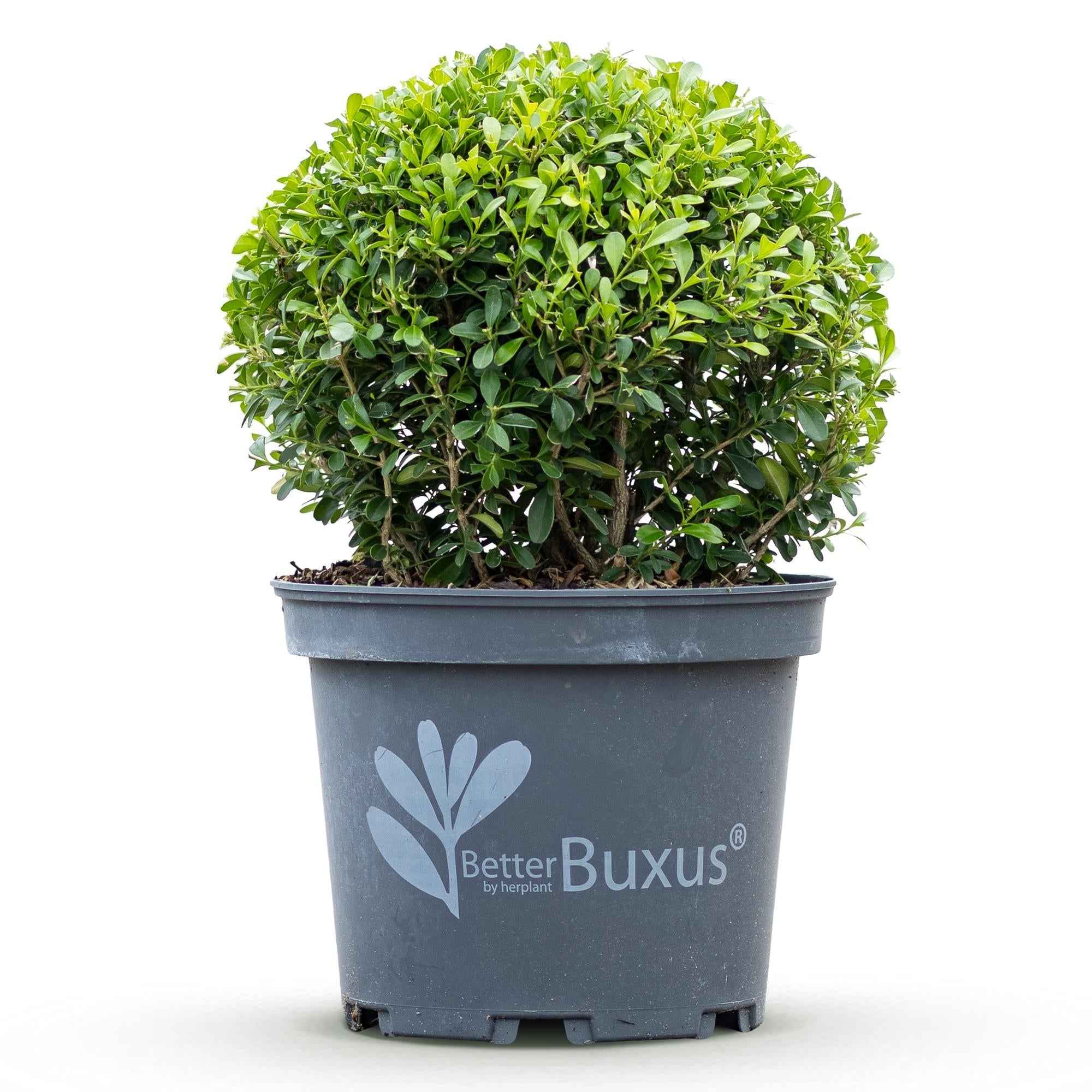 Image of BetterBuxus Skylight Kugel 25cm 23cm widerstandsfähig pflegeleicht für Garten Balkon Terrasse Formschnitt winterhart dekorative Kugelpflanze-1