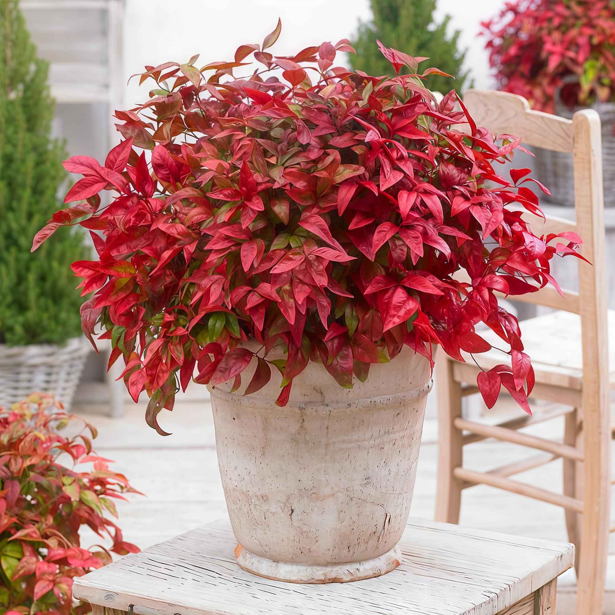 Image of Heiliger Bambus Nandina Blush Pink – 17cm Höhe ca.40cm – Immergrün & farbwechselnd – Dunkelrosa Laub für Beet Balkon Terrasse – Pflegeleichter dekorativer Zierstrauch-3