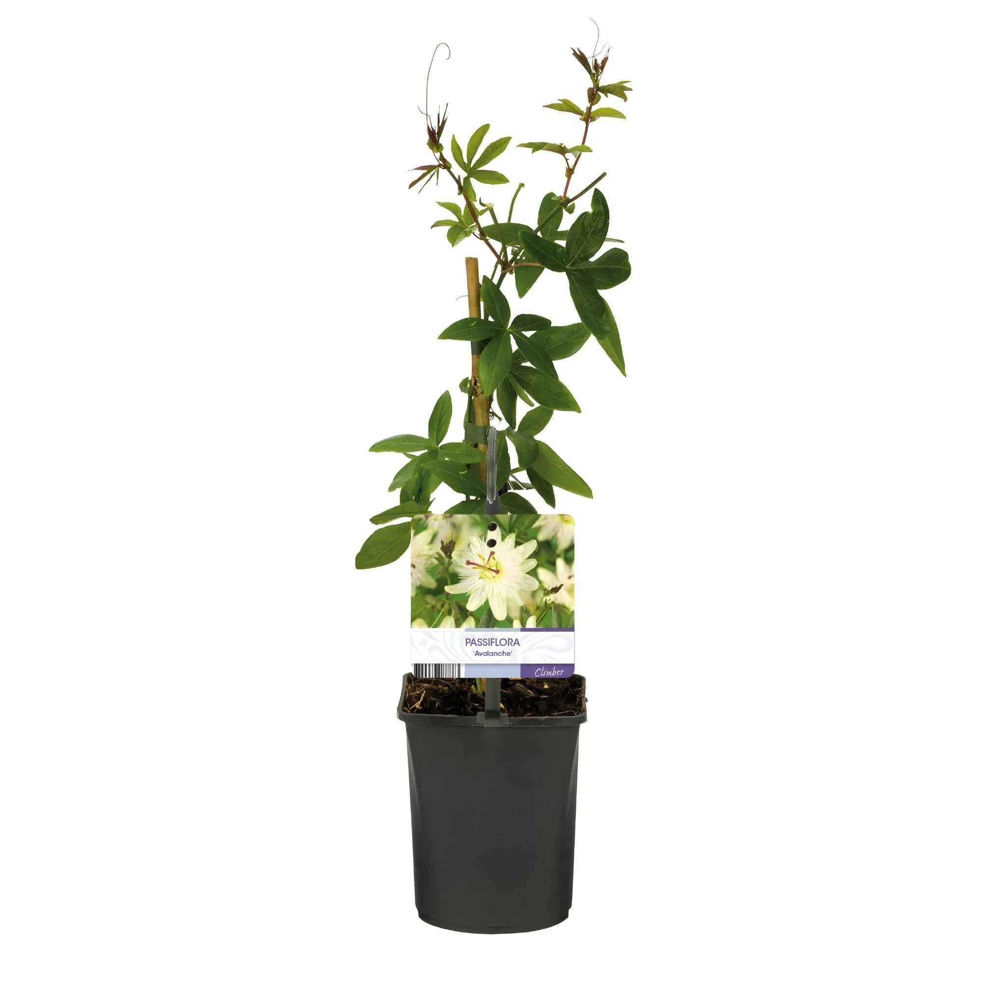 Image of Passiflora Avalanche Passionsblume – Weiße Kletterpflanze 11cm – 2 Pflanzen Set ca.40cm – Duftende Blüten & Pflegeleicht-1