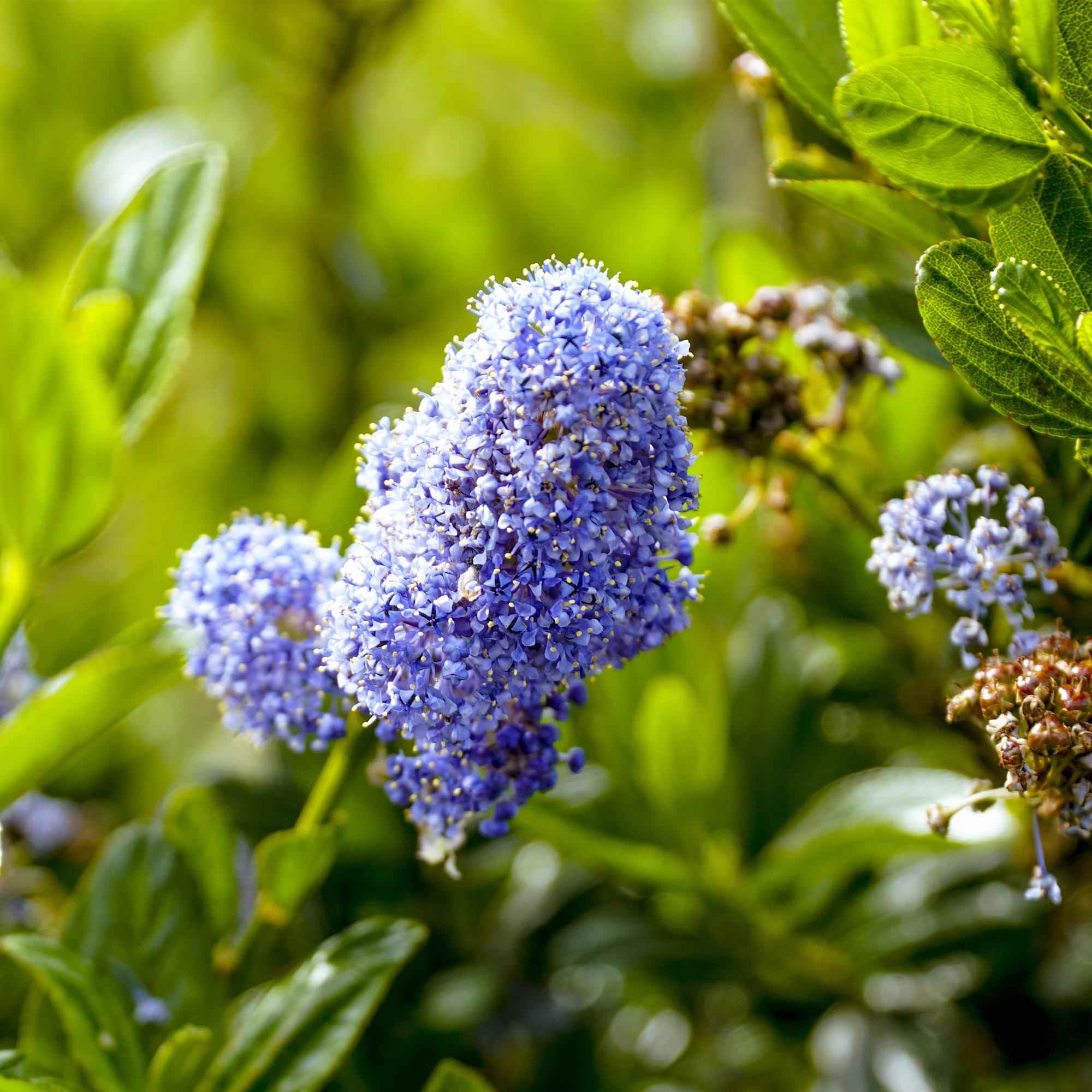 Image of Säckelblume Ceanothus impressus Victoria Ø19cm Höhe90cm – Immergrüne Terrassenpflanze mit lila Blüten – Winterharter Zierstrauch für Balkon & Garten-3