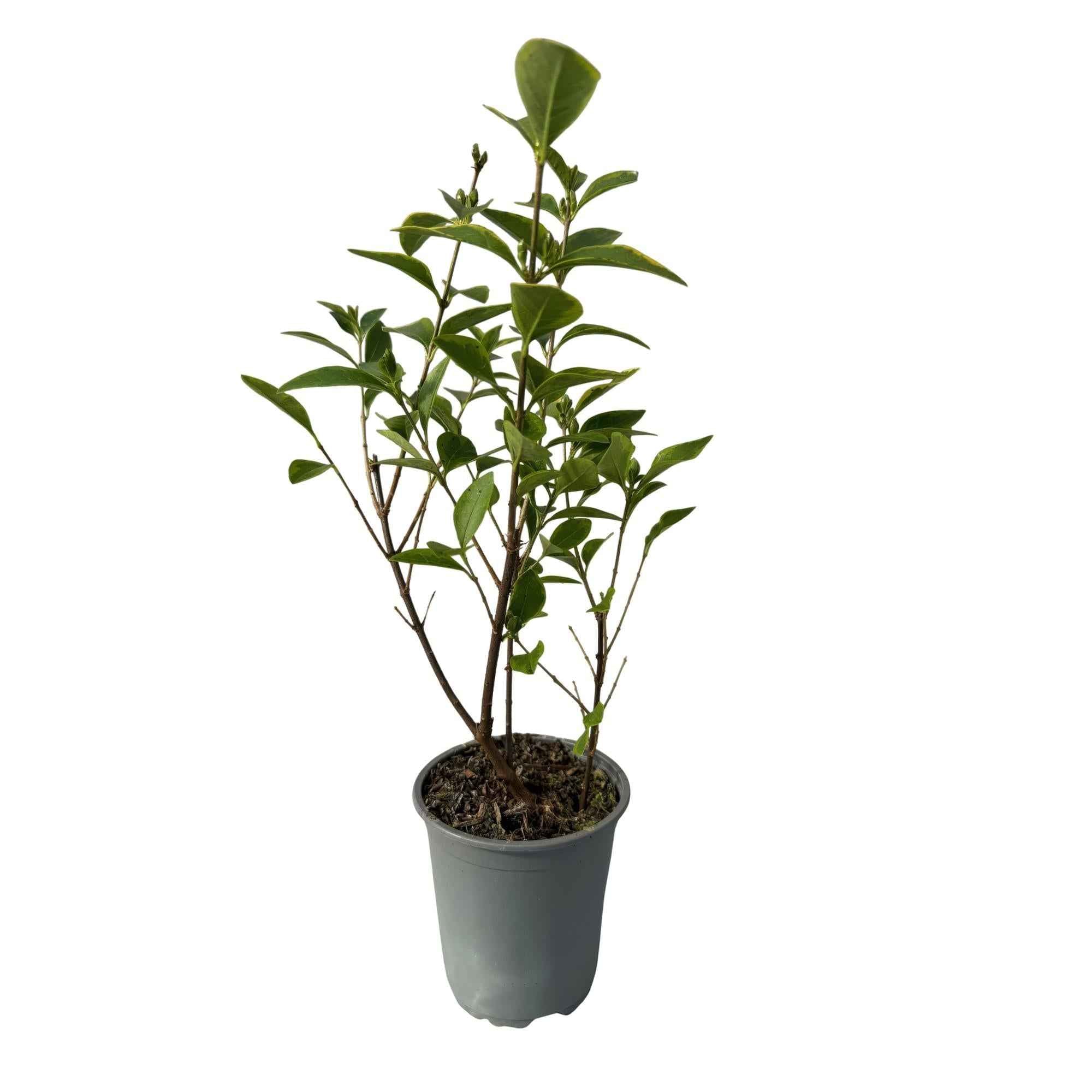 Image of Ovalblättriger Liguster Ligustrum ovalifolium Aureum – Immergrüne Heckenpflanzen – 8 Pflanzen – 1m – 9cm Höhe 35-40cm – Gelb – Grün – Pflegeleicht-0