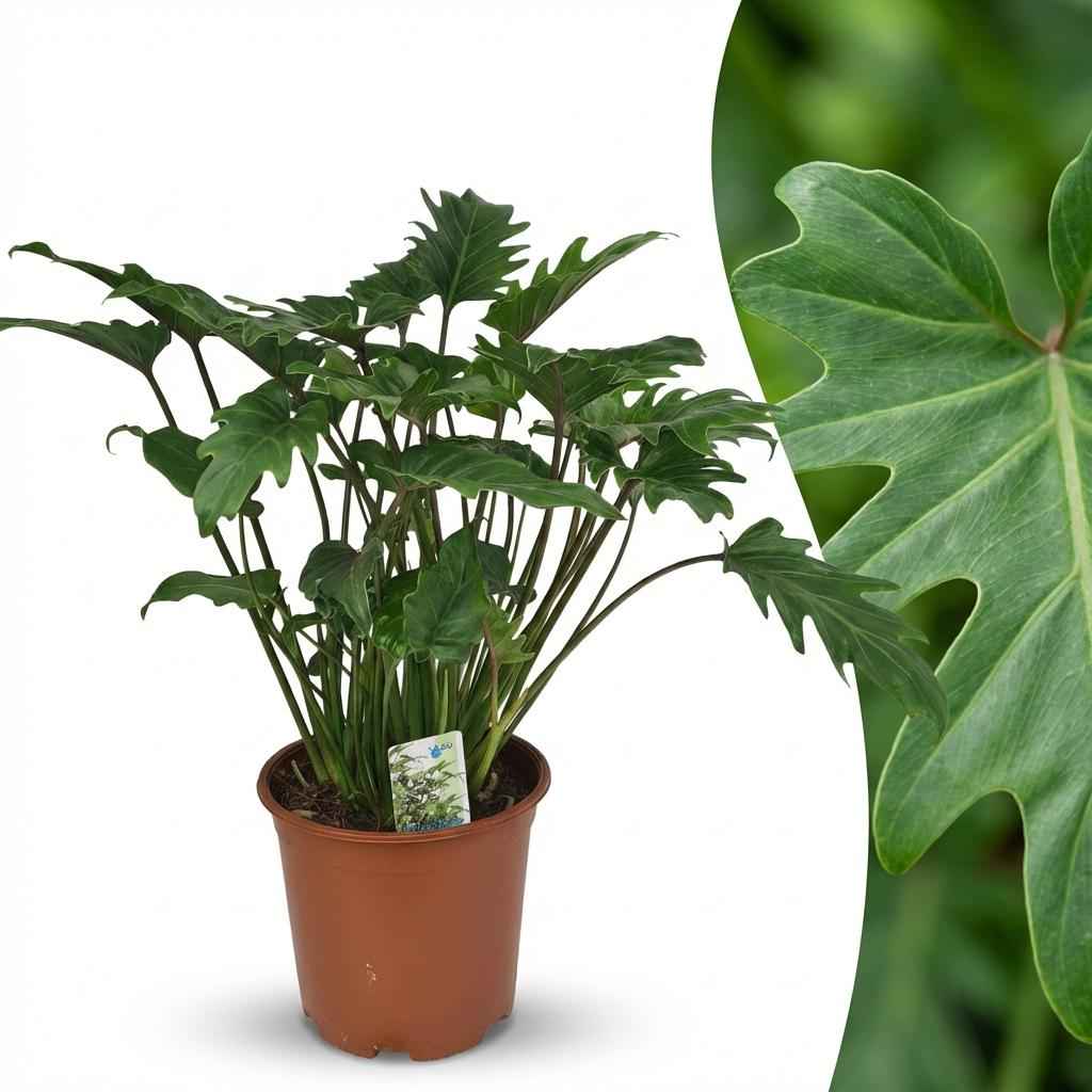 Image of Philodendron Xanadu grün 60cm 19cm Zimmerpflanze pflegeleicht kompakte tropische Grünpflanze mit dekorativen Blättern für Wohnzimmer Büro Schlafzimmer-1
