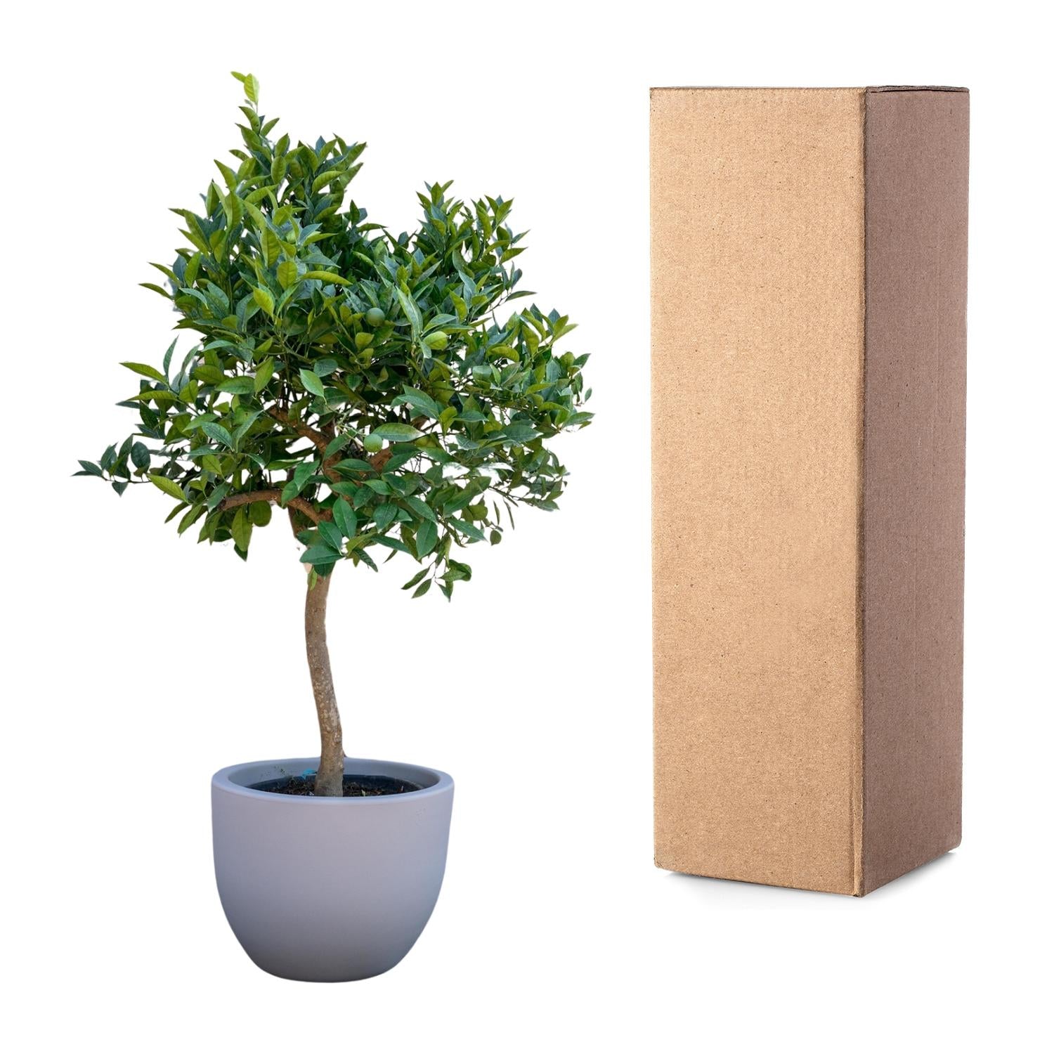 Image of Orangenbaum, mediterrane Zitruspflanze mit Früchten und duftenden Blüten, Ø40cm, 200cm hoch, immergrüner Citrusbaum für Terrasse, Balkon,-3